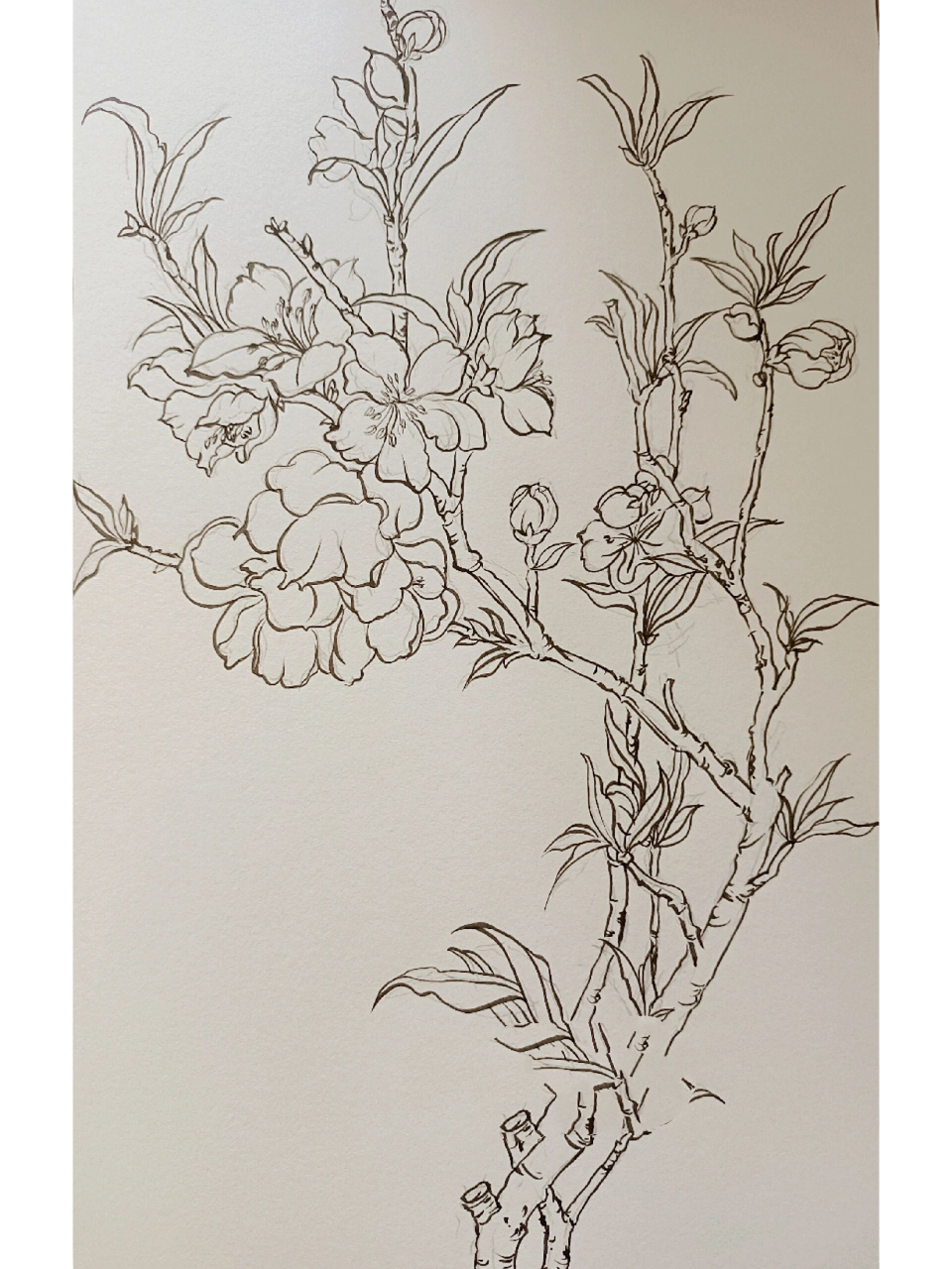 国画94——桃花82白描高清稿系列(一)
