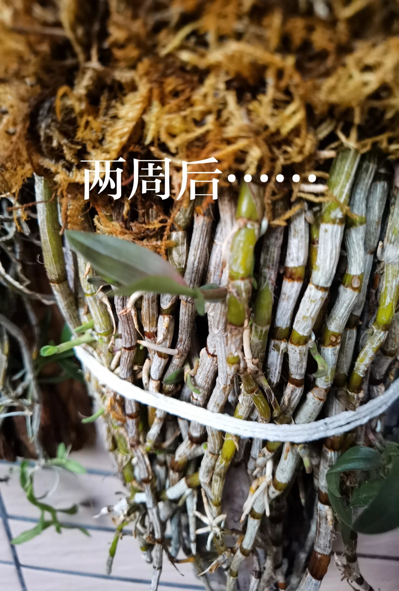 一包发霉的干石斛 朋友的一包铁皮石斛发霉了.我要过来试一下下运气.