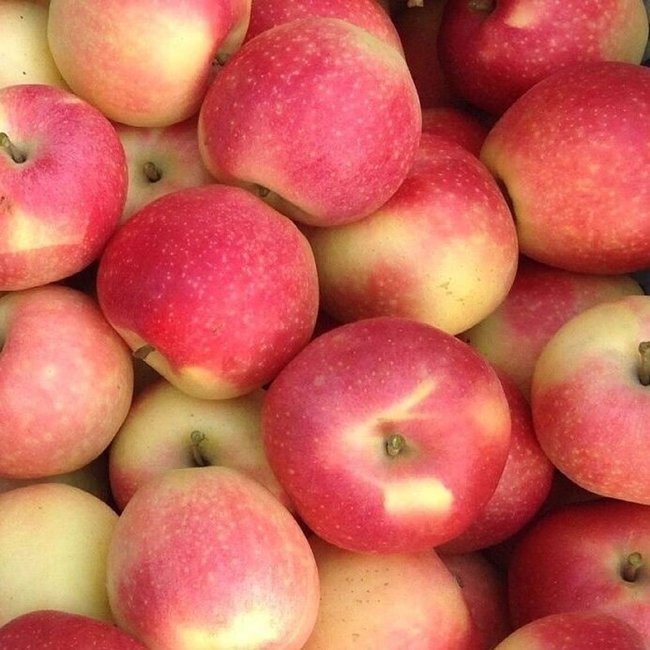新货烟台嘎拉苹果新鲜脆甜应季水果 嘎拉苹果 小巧玲珑 香甜爽口 肉质