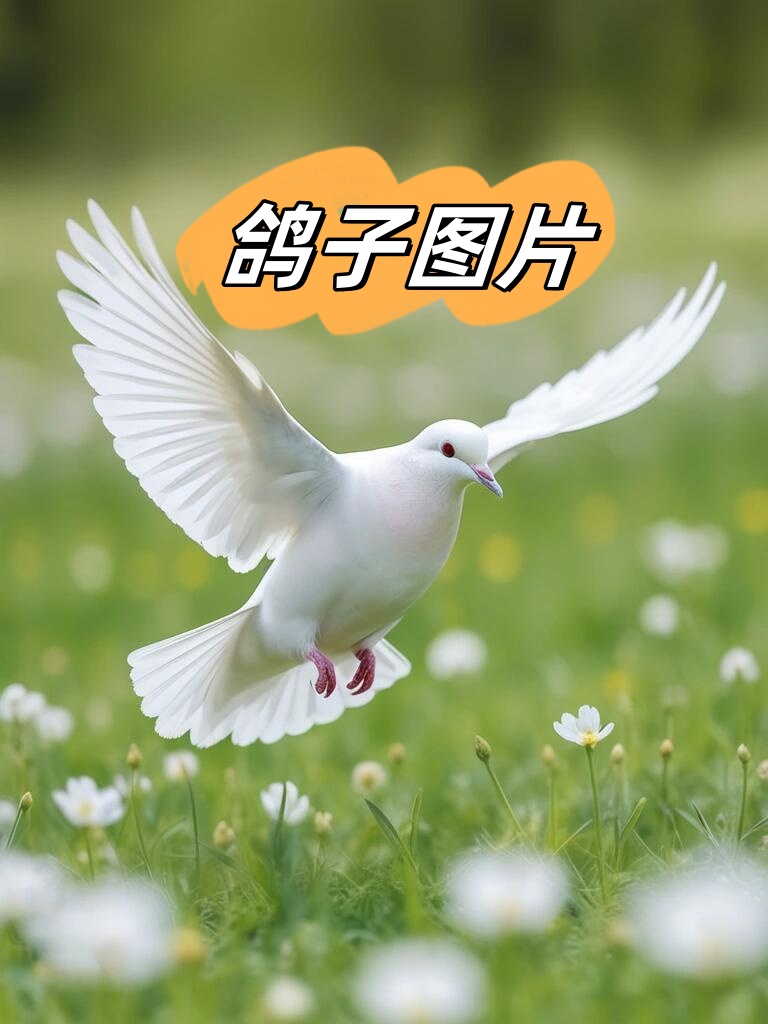 鸽子图片