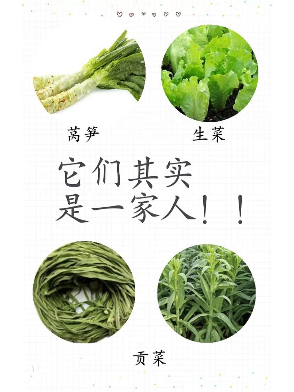 每日一探秘|莴笋贡菜生菜的区别 对于爱吃莴笋的我来说,一直以为"莴苣