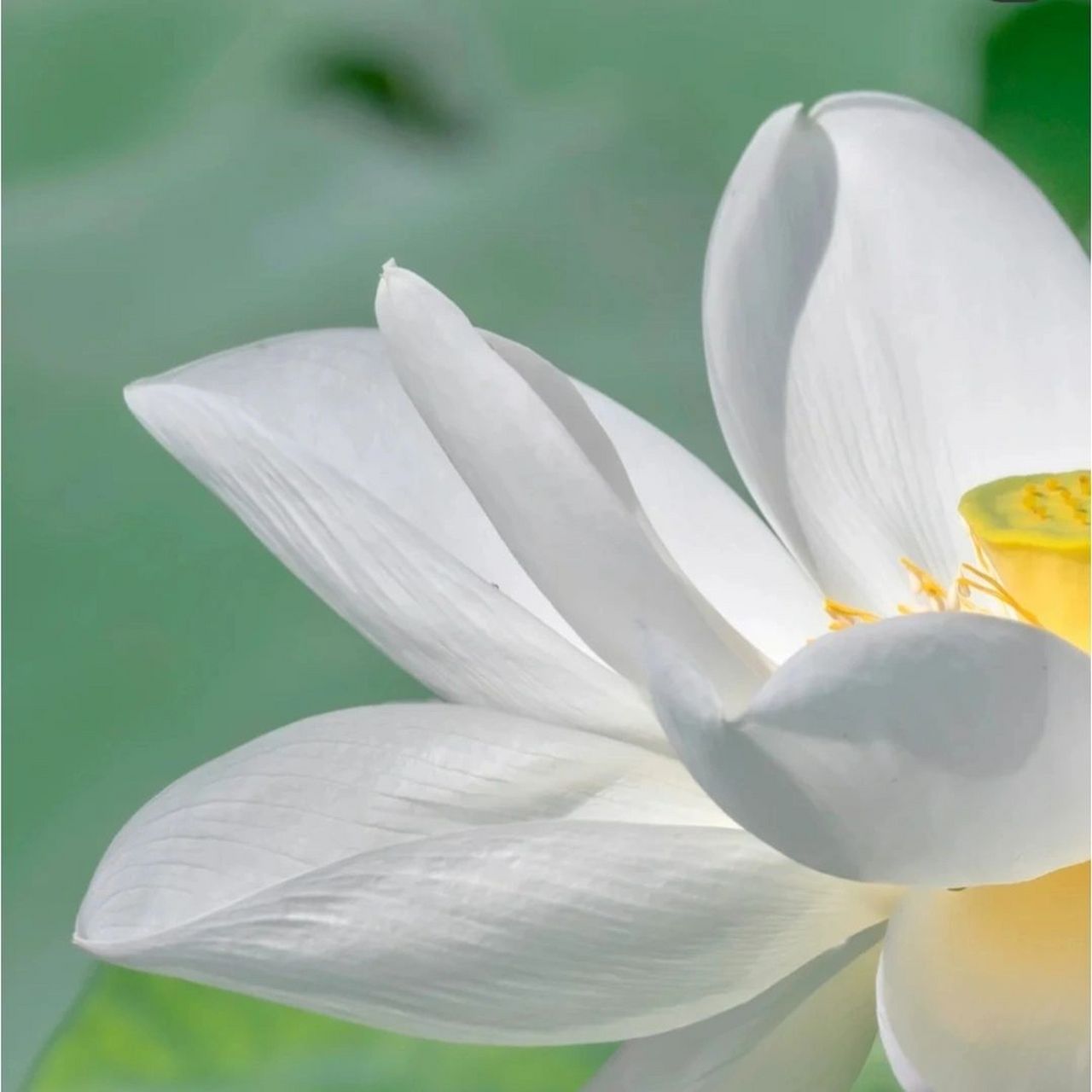 白莲花头像 好久没更新荷花头像了,图片也存相册好久了,不知道是在