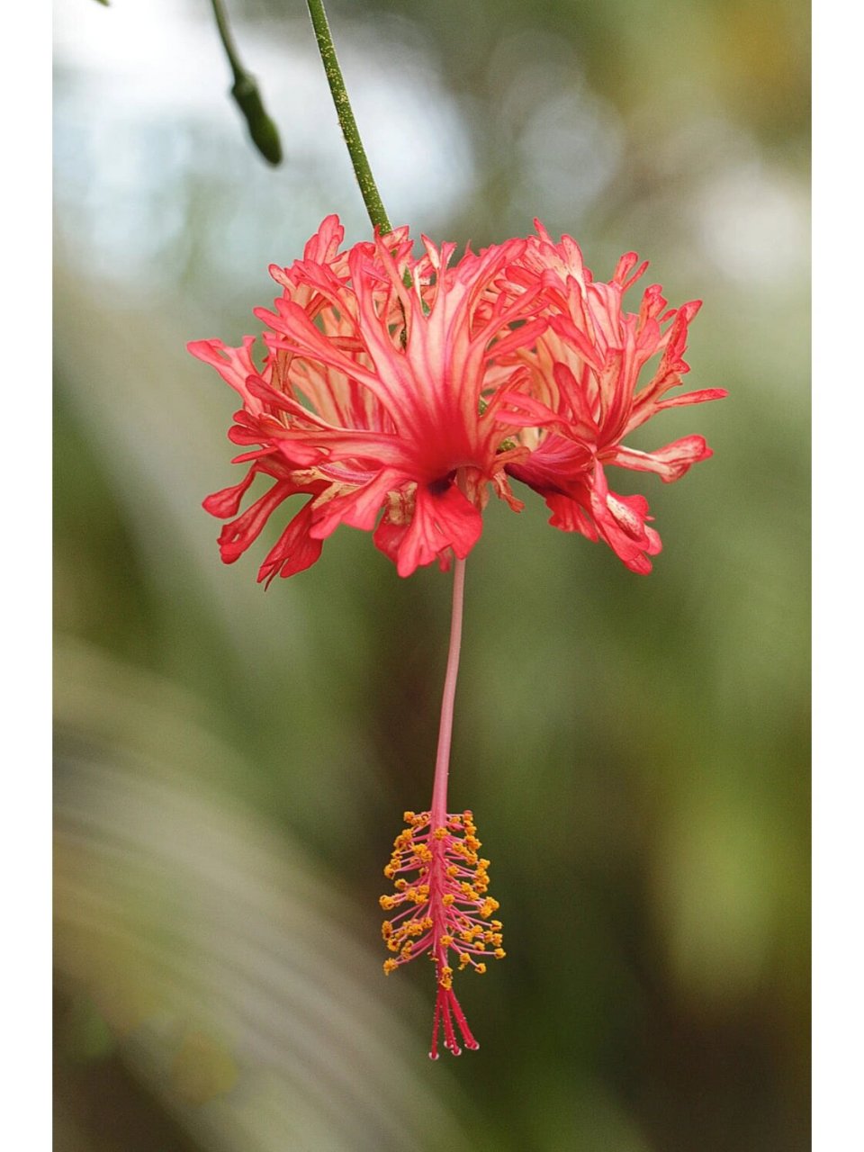 hibiscus schizopetalus) 	 别名:吊钟扶桑,裂瓣槿,拱手花篮,吊灯花