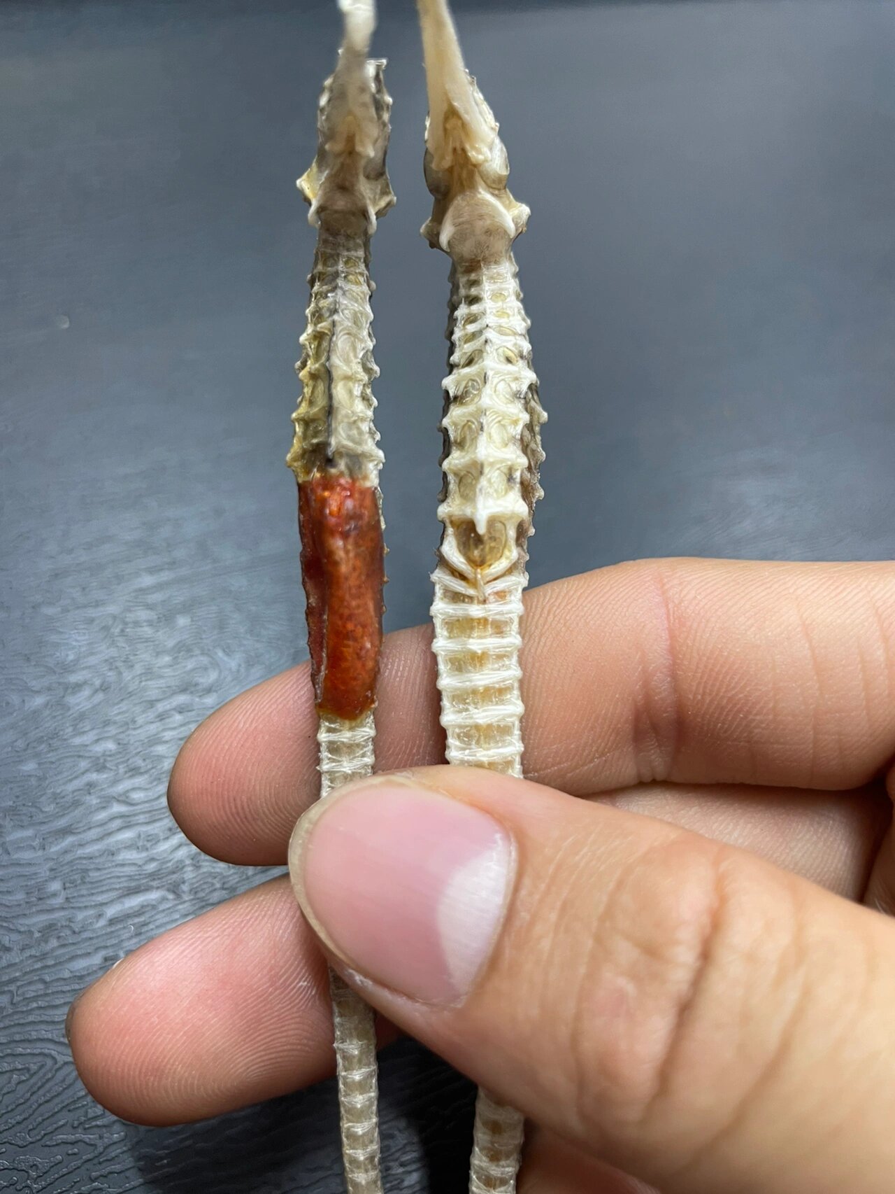 但是幼儿时期的海马没有发育就没有这个育儿袋了,所以也会很难分辨