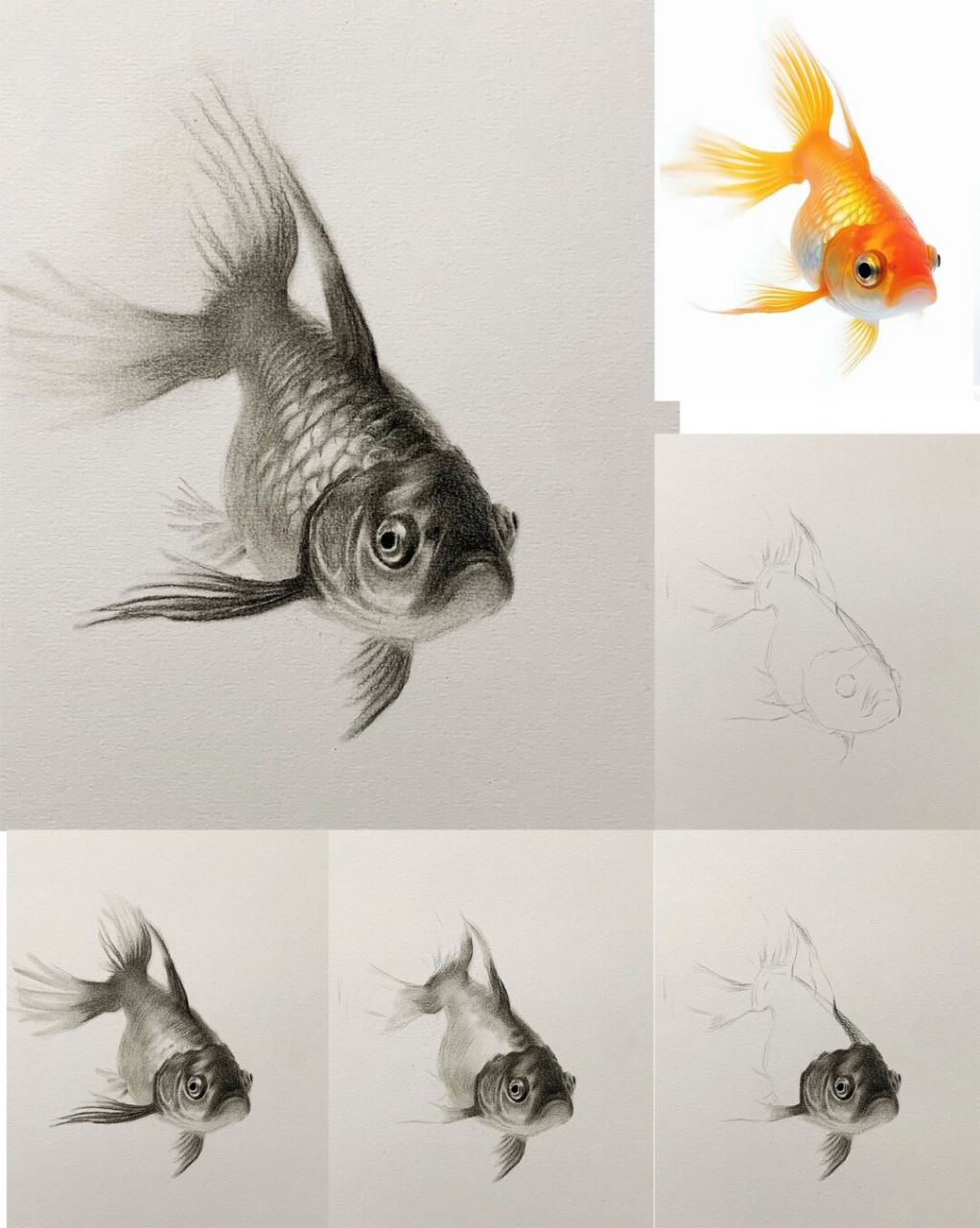 超详细素描金鱼步骤教程95 #发一张最近的画# #素描# #素描画
