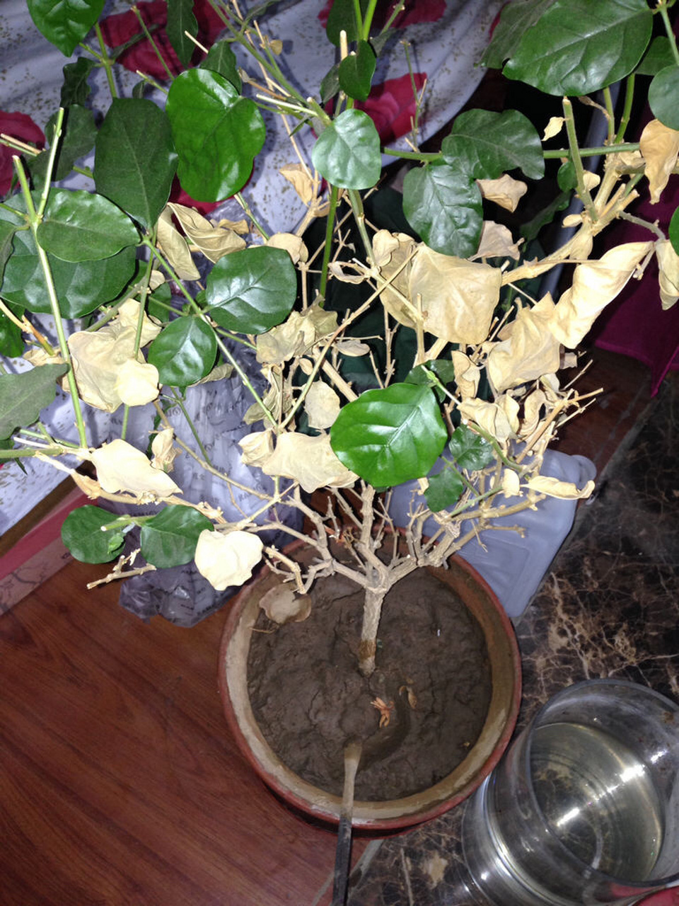 茉莉花叶子干枯发黄掉叶子怎么办?