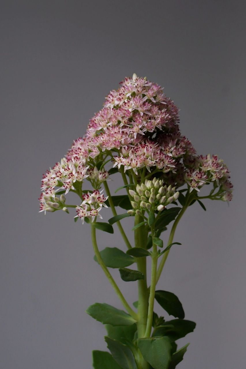 【八宝景天】|花团锦簇的小清新花材 八宝景天又叫华丽景天,是景天科