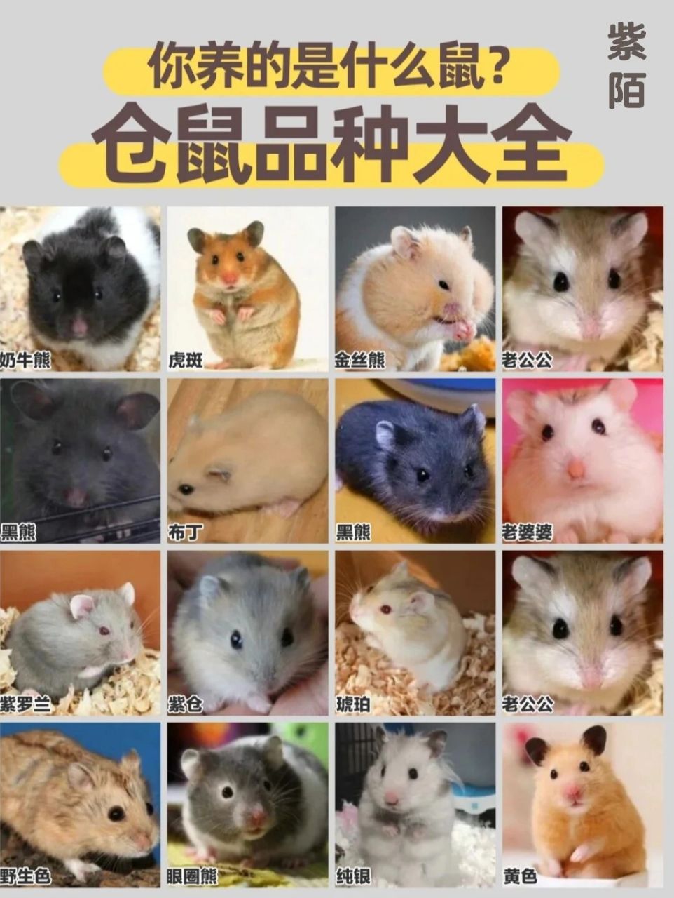 宠物鼠品种大全图片