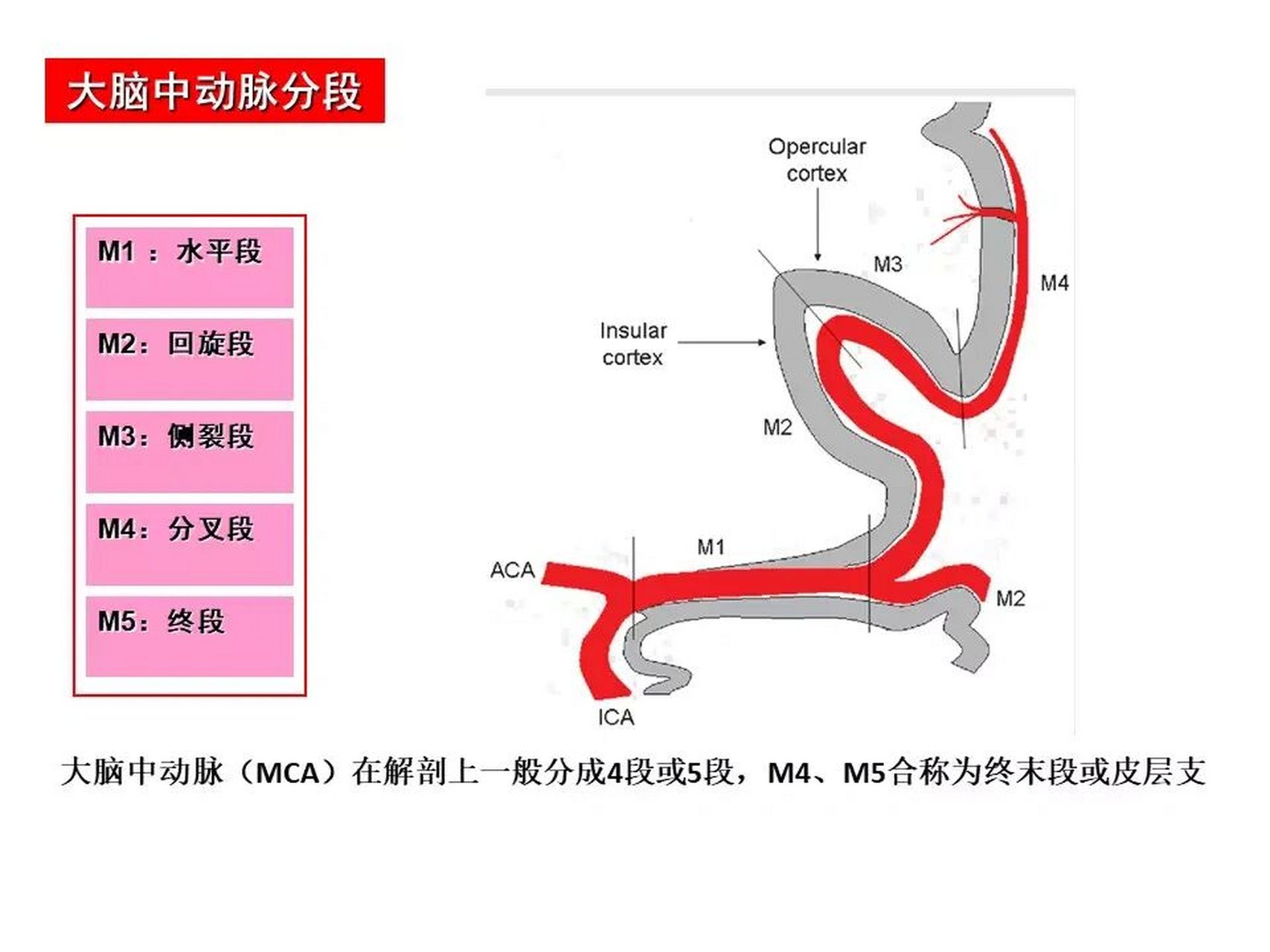 脑动脉解剖ppt图片