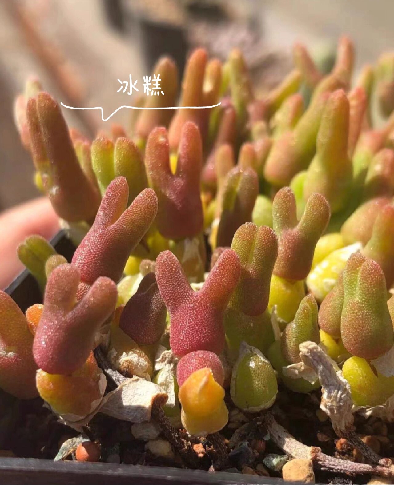 兔年小兔子多肉94