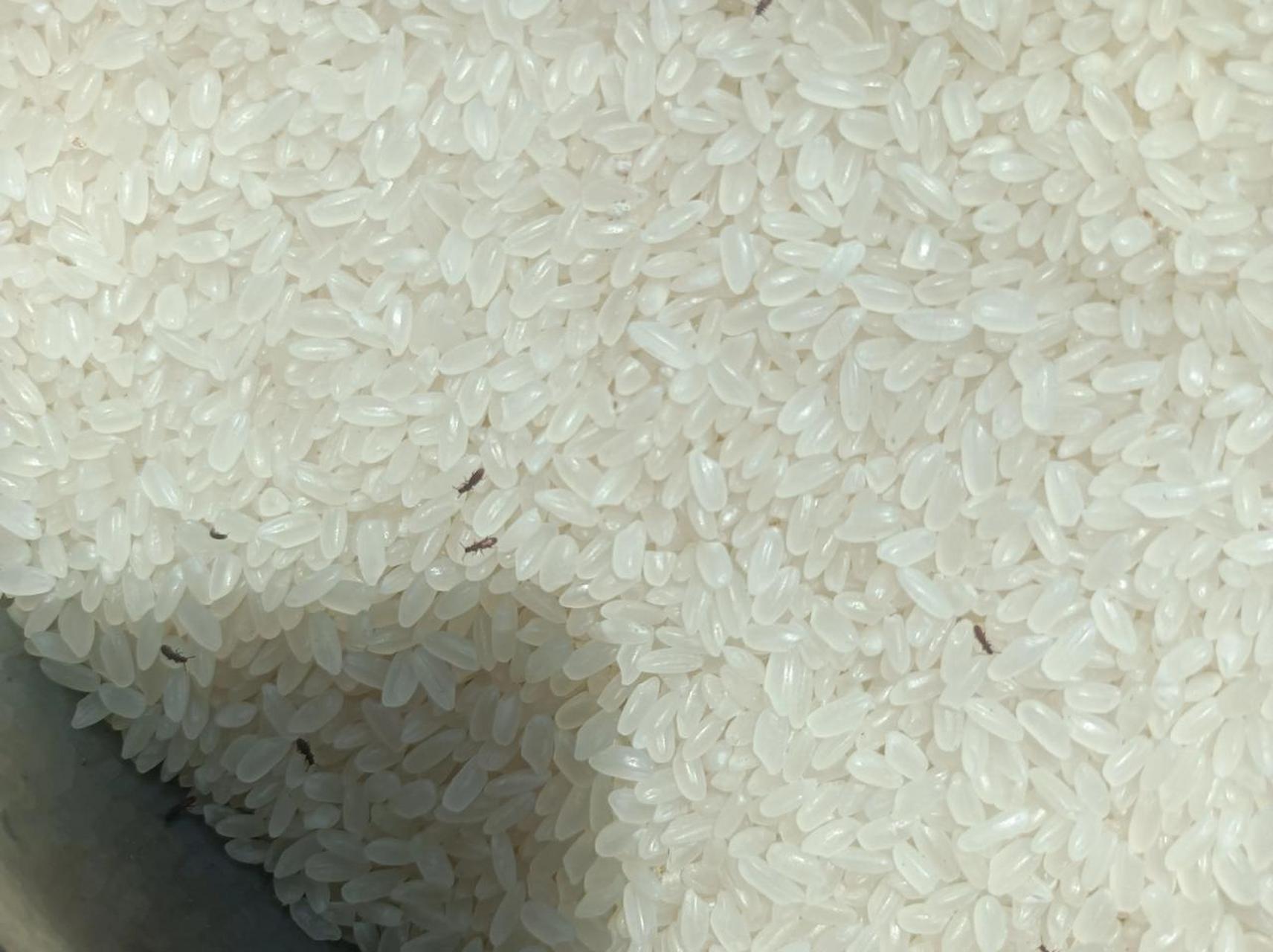 大米里生的这什么虫子啊?这米还能吃吗?