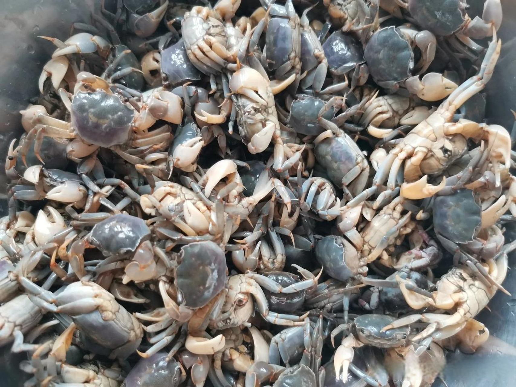 优点是鲜,缺点是太小.  记得小时候,经常到潮沟边去掏嘟噜蟹子.