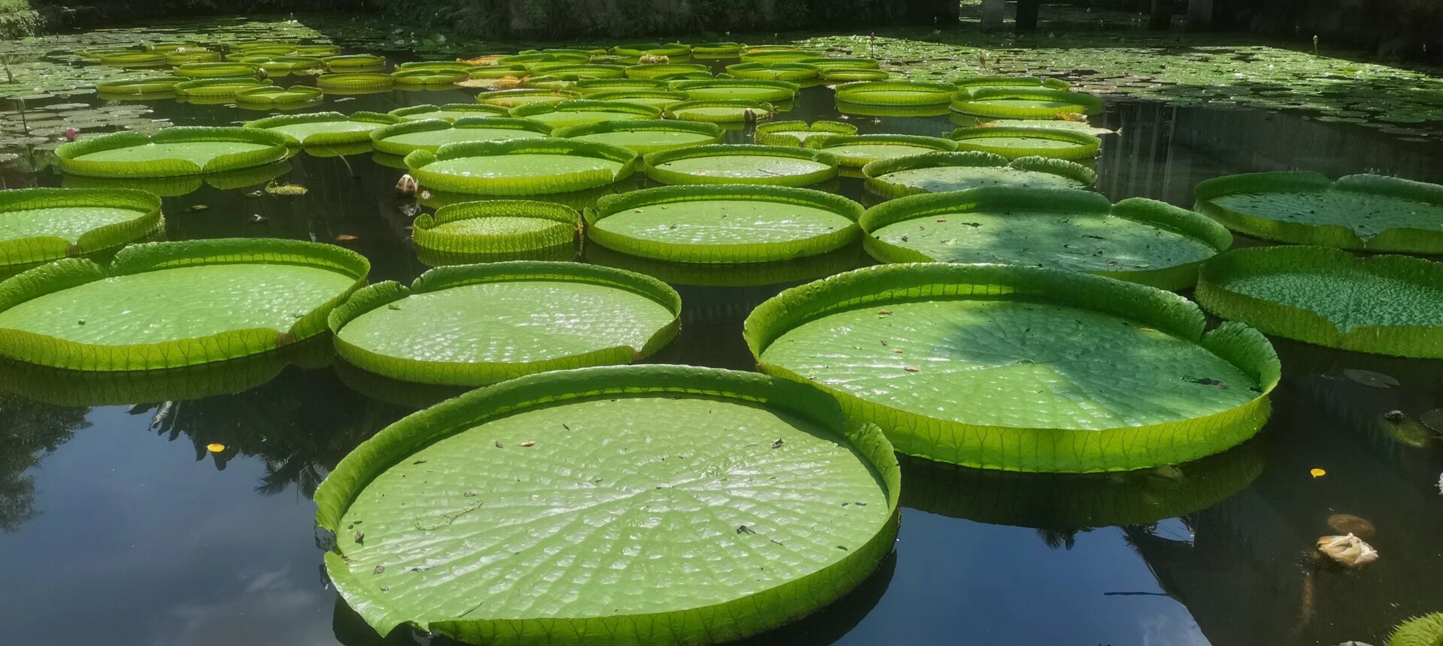 热带花卉园是景洪市区内,非常便捷的一个景点,里边奇花异草,丰富多彩.