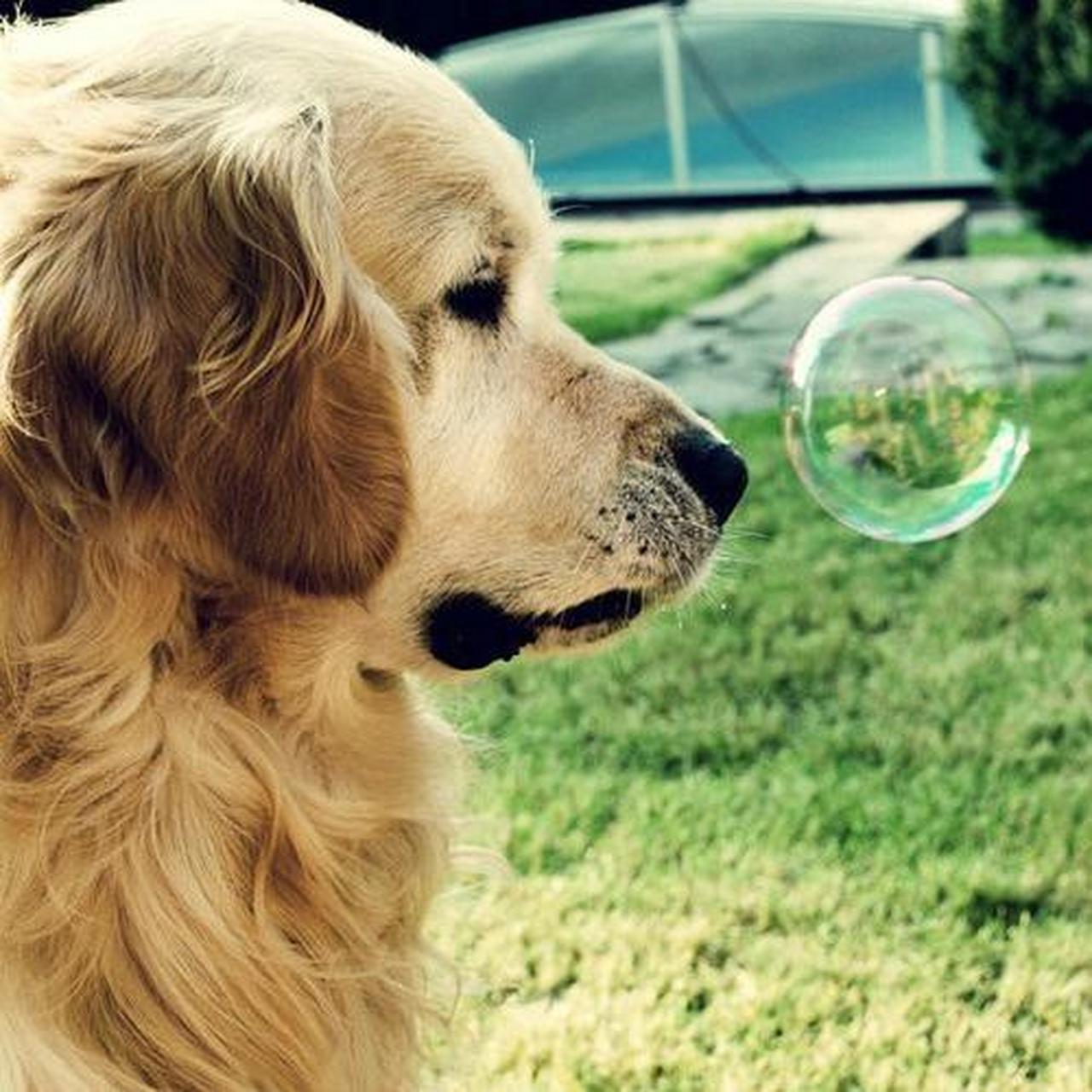 金毛犬多少钱一只 | 宠物狗价格 中文名:金毛/金毛犬/金毛寻回犬 英文