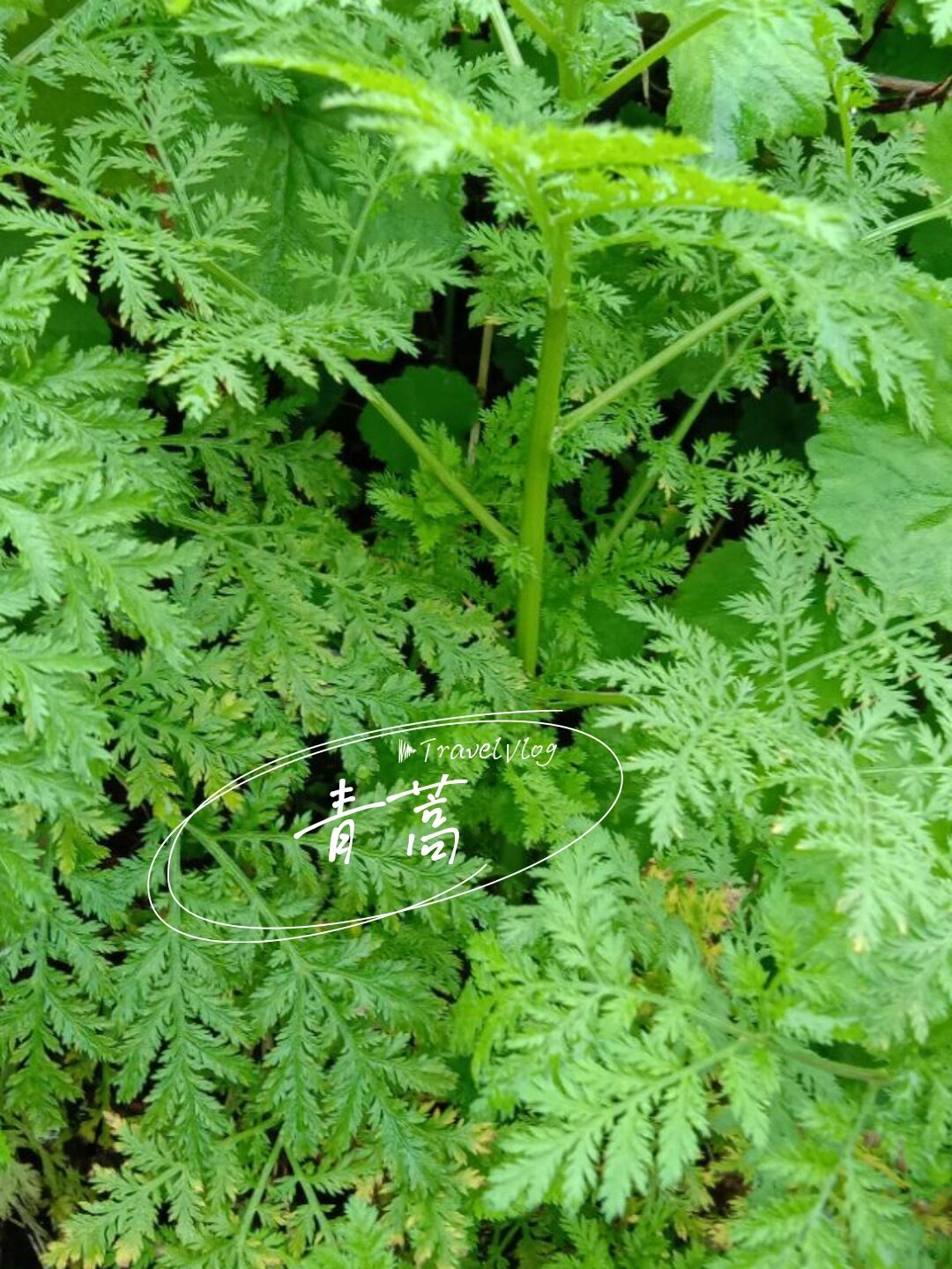 青蒿与茵陈的区别图片