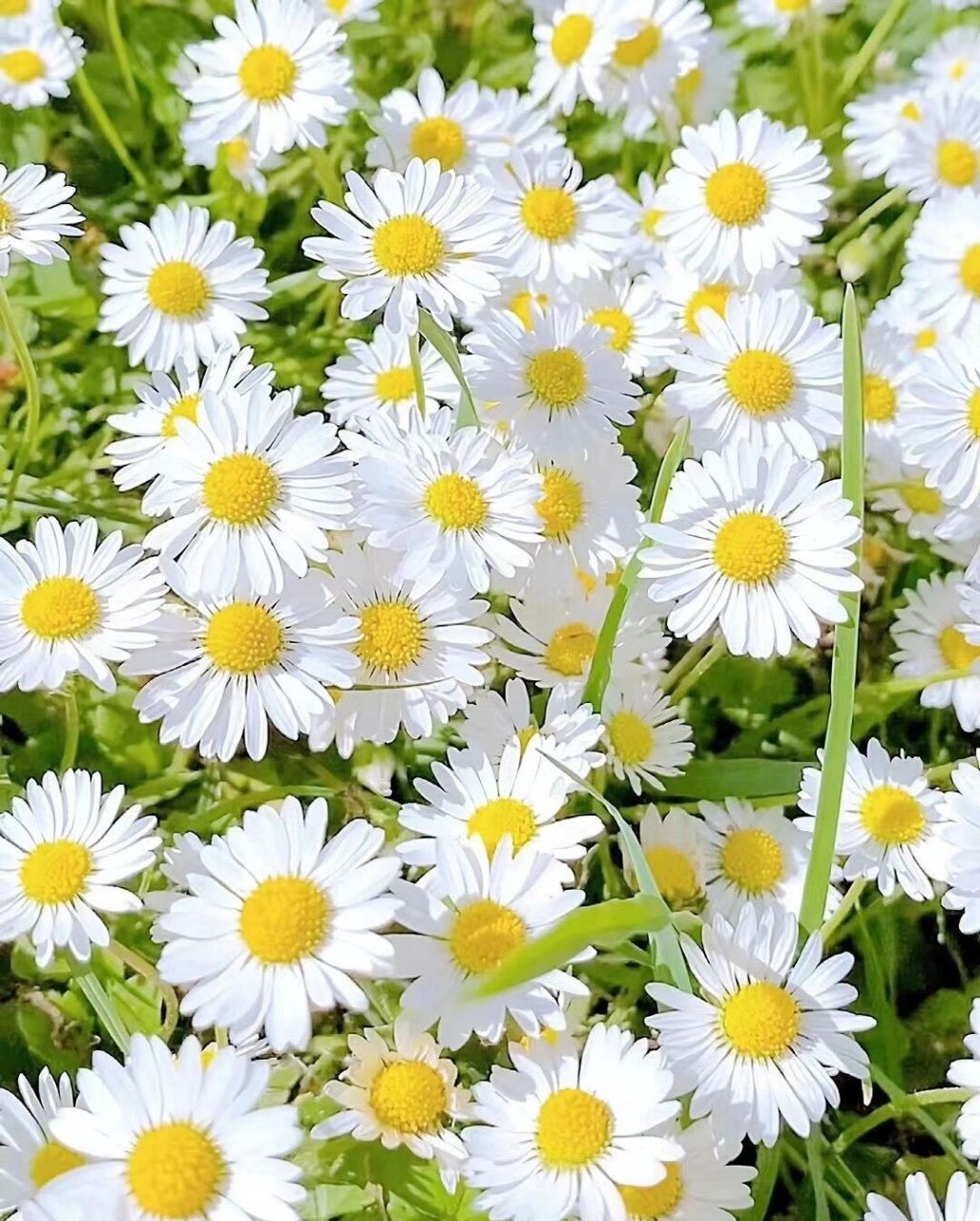 今日识花|超治愈的小清新小雏菊 洋甘菊 图一是小雏菊,图二是洋甘菊