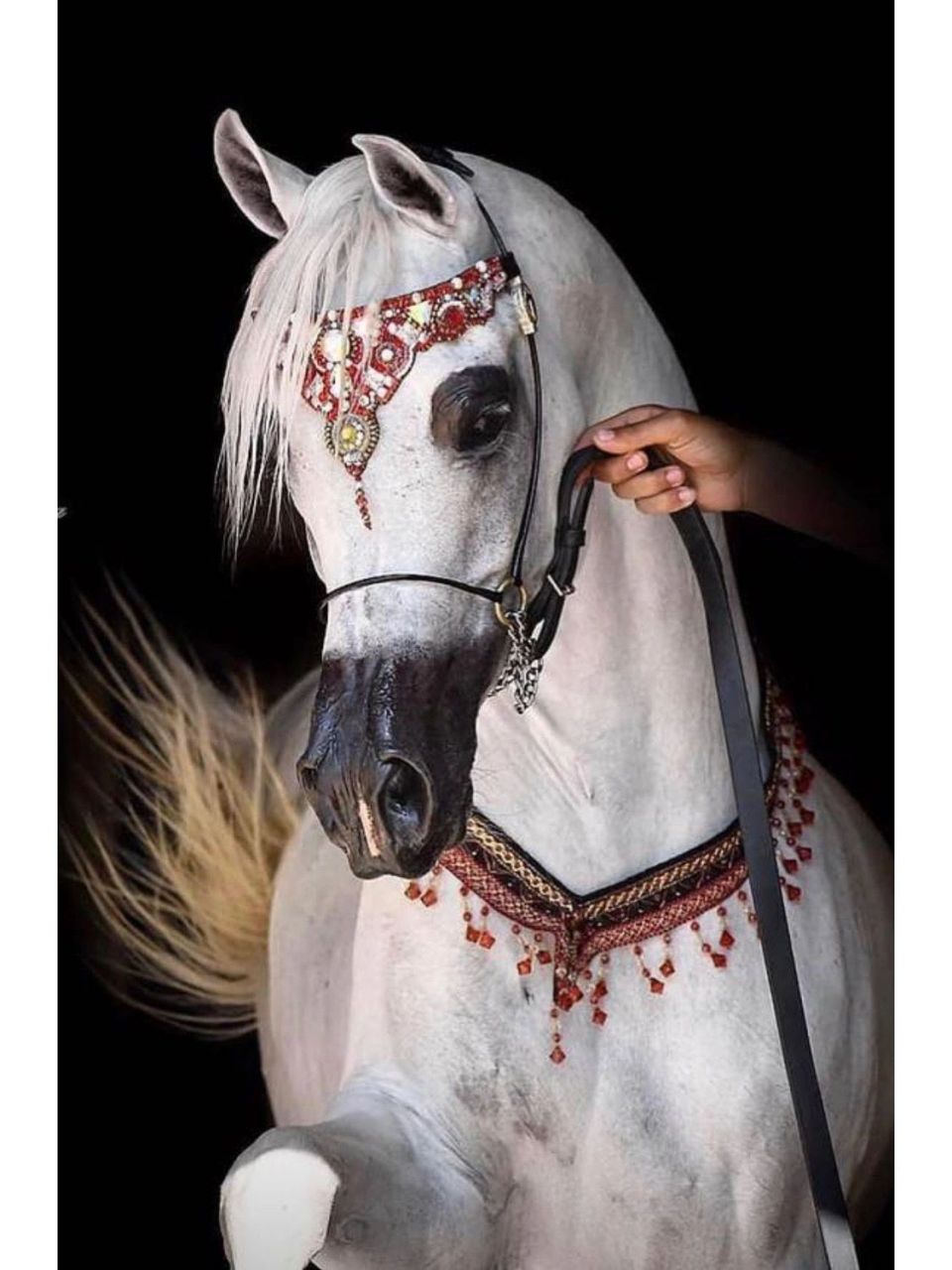 世界选美比赛中的佼佼者【阿拉伯马】 阿拉伯马的头形独特,有着塌鼻梁