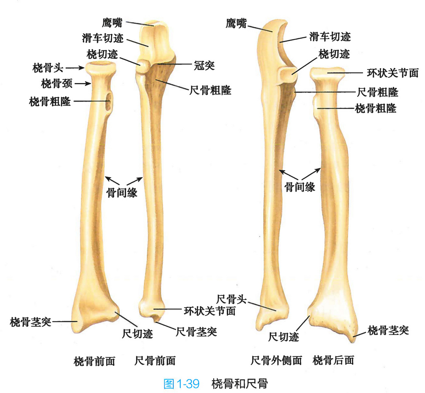 肱骨前面观和后面观图片