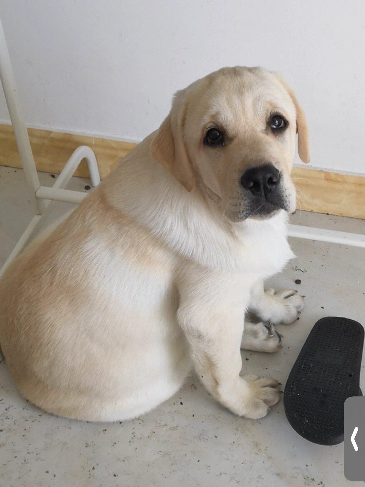 不忍直视,血统拉布拉多小时候vs现在 小的时候你真是人见人爱,花见
