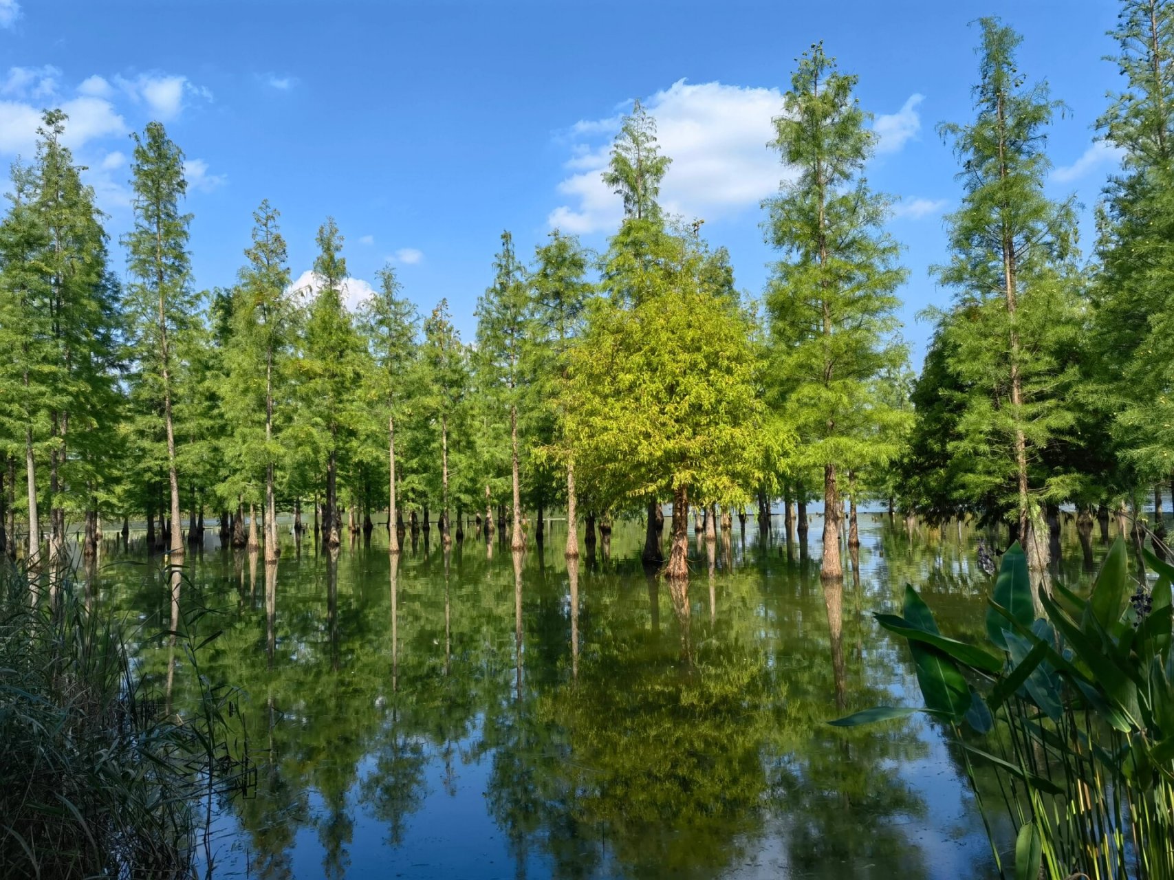 白鹭湾湿地公园99 今天去的,天气很好,有很多人带着露营装备在公园