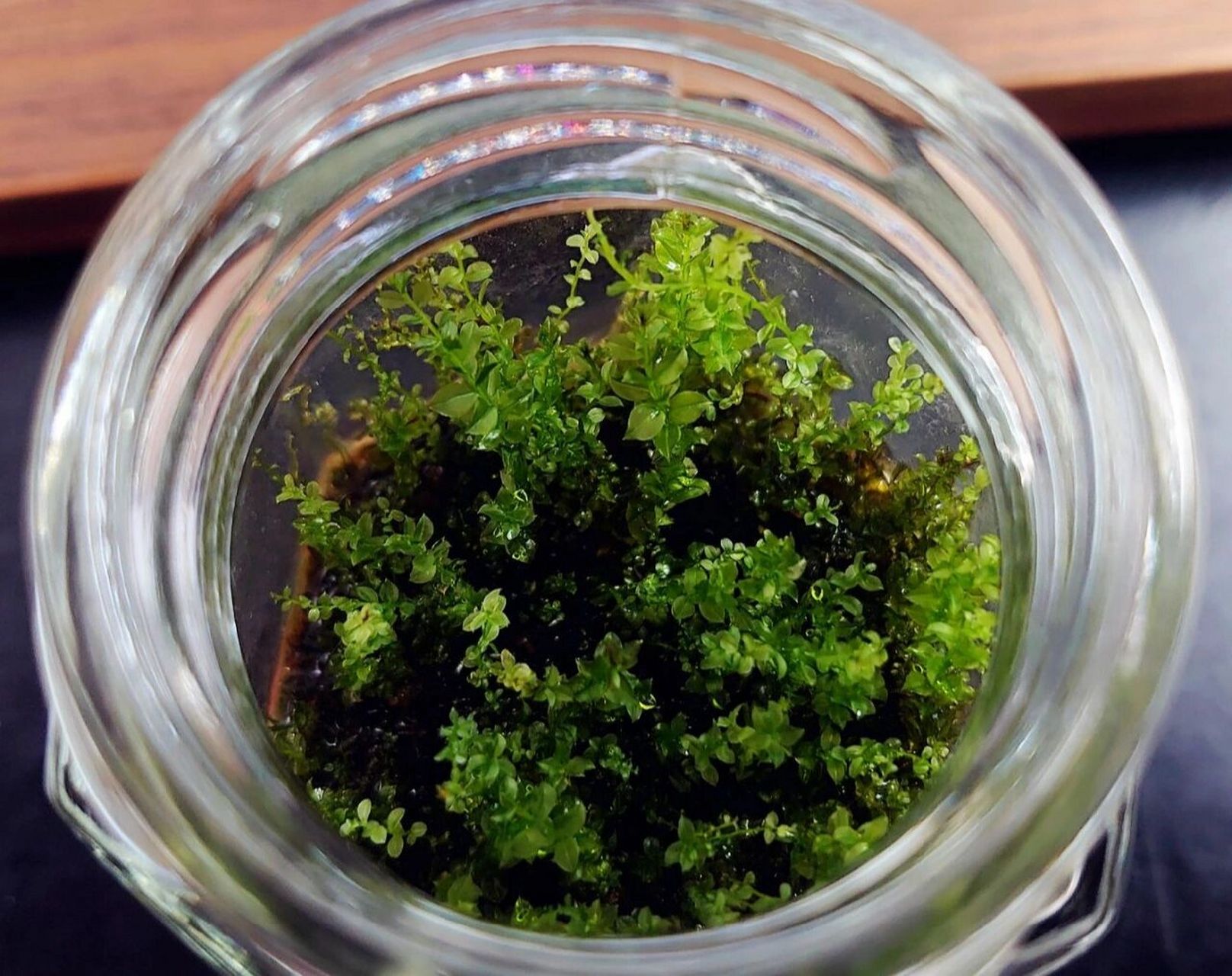 雨季的尖叶匍灯藓   2021.7.20.