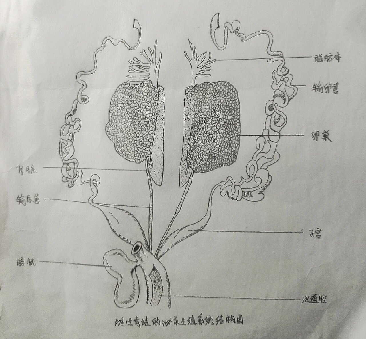 青蛙内脏解剖手绘图图片