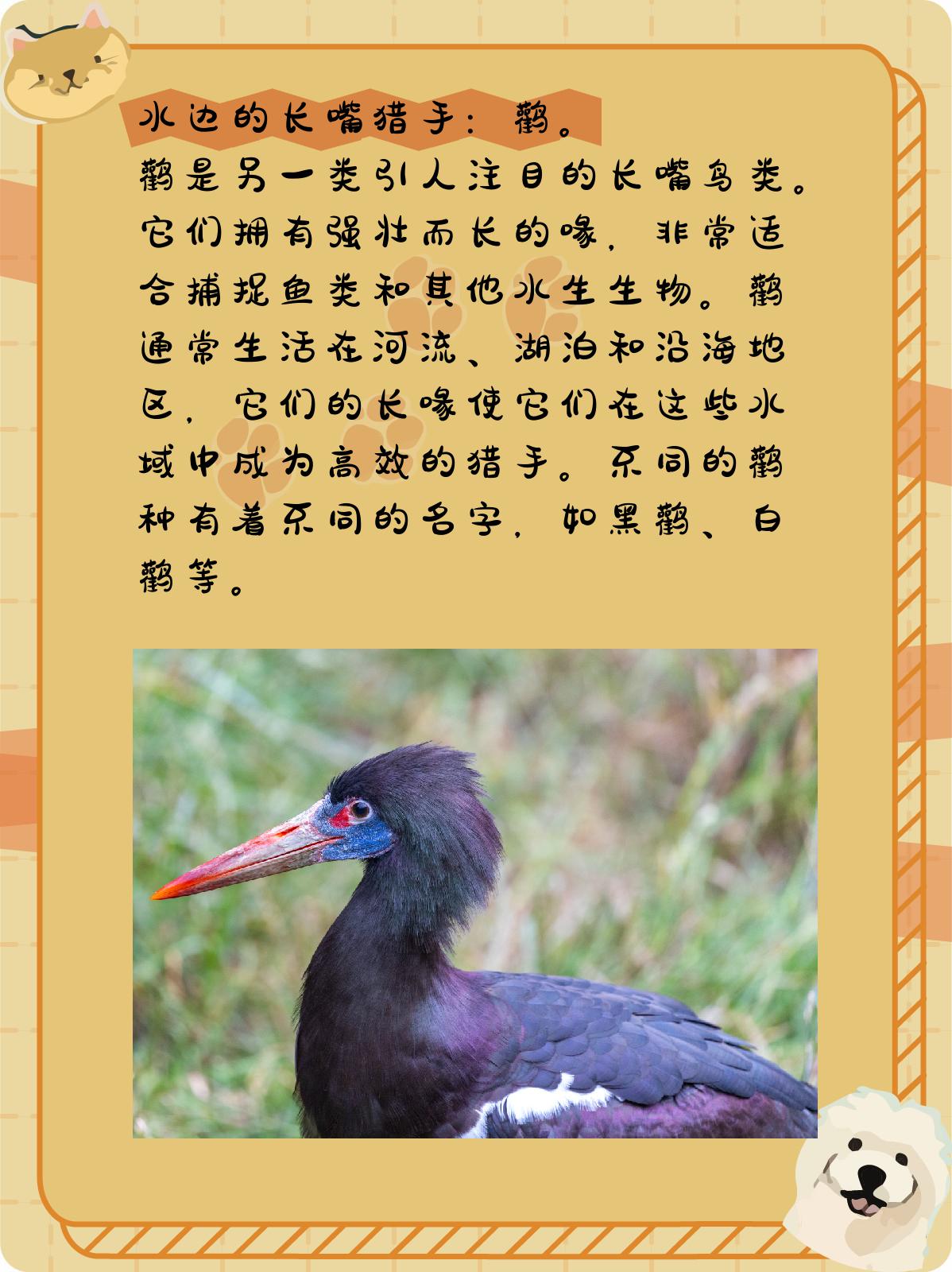 长嘴的鸟类图片和名字 .@小杨的生活常识分享的动态