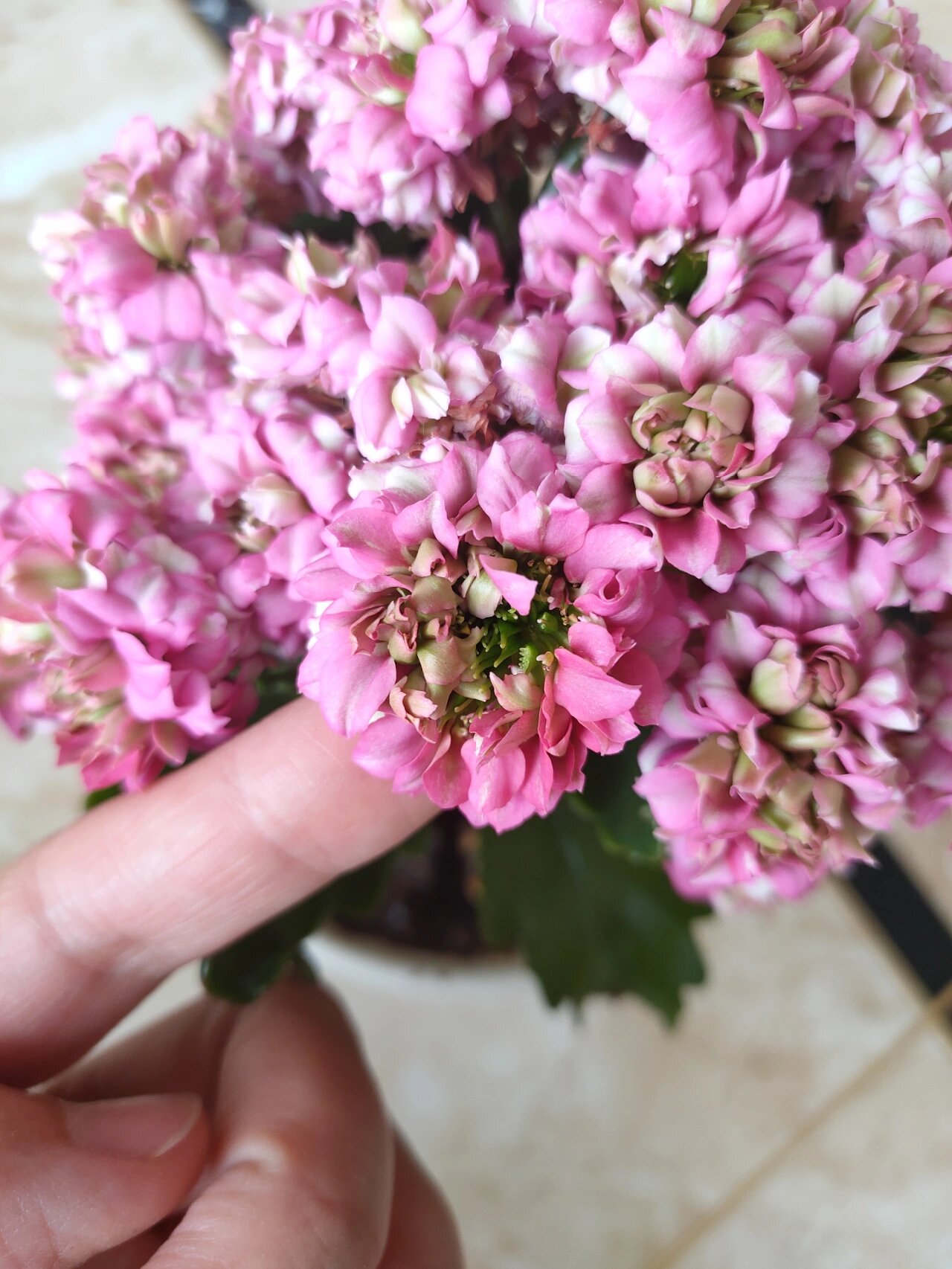 长寿花超级女神