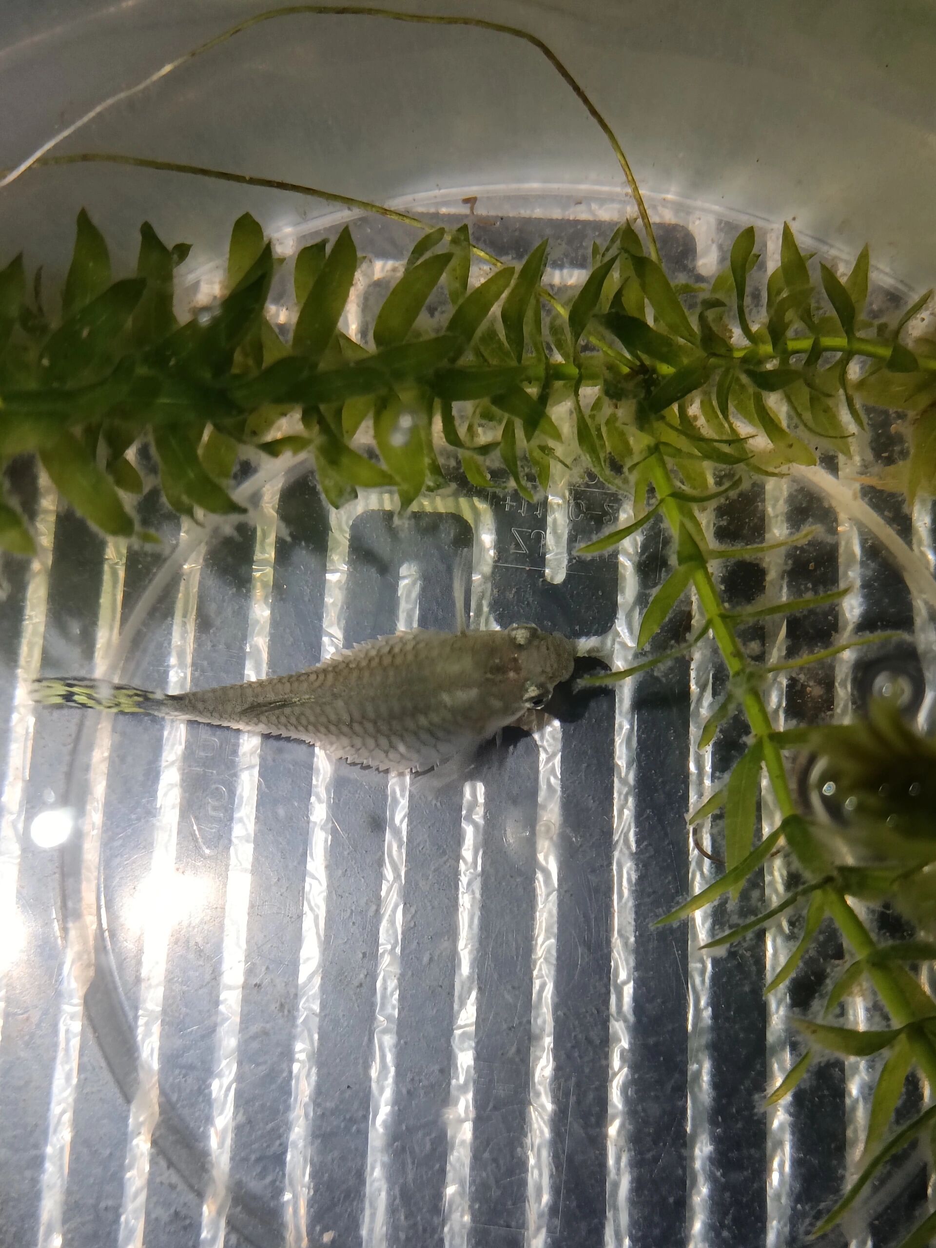 孔雀鱼炸鳞了 买来的种鱼炸鳞了,在我手里养了六个月,年龄应该有一岁
