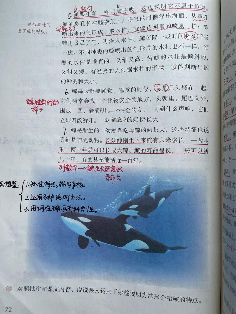 部编五年级上册语文 习作例文《鲸》