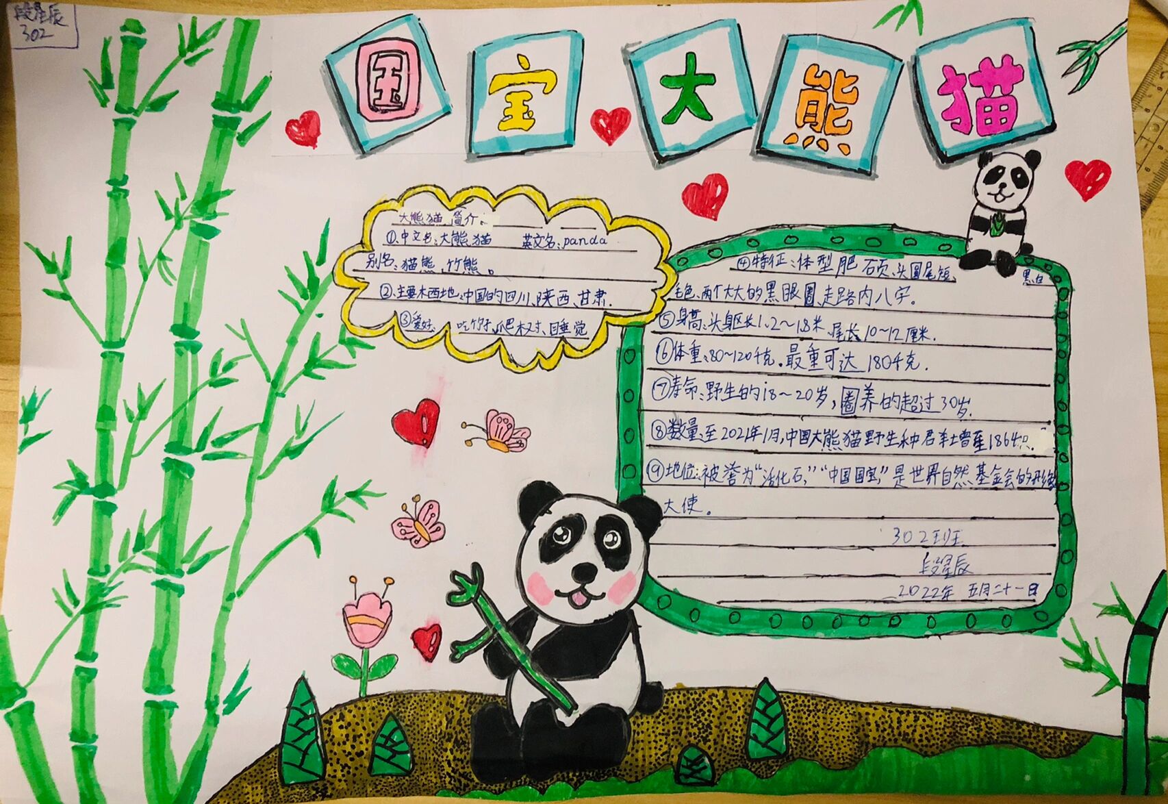 国宝大熊猫 手抄报