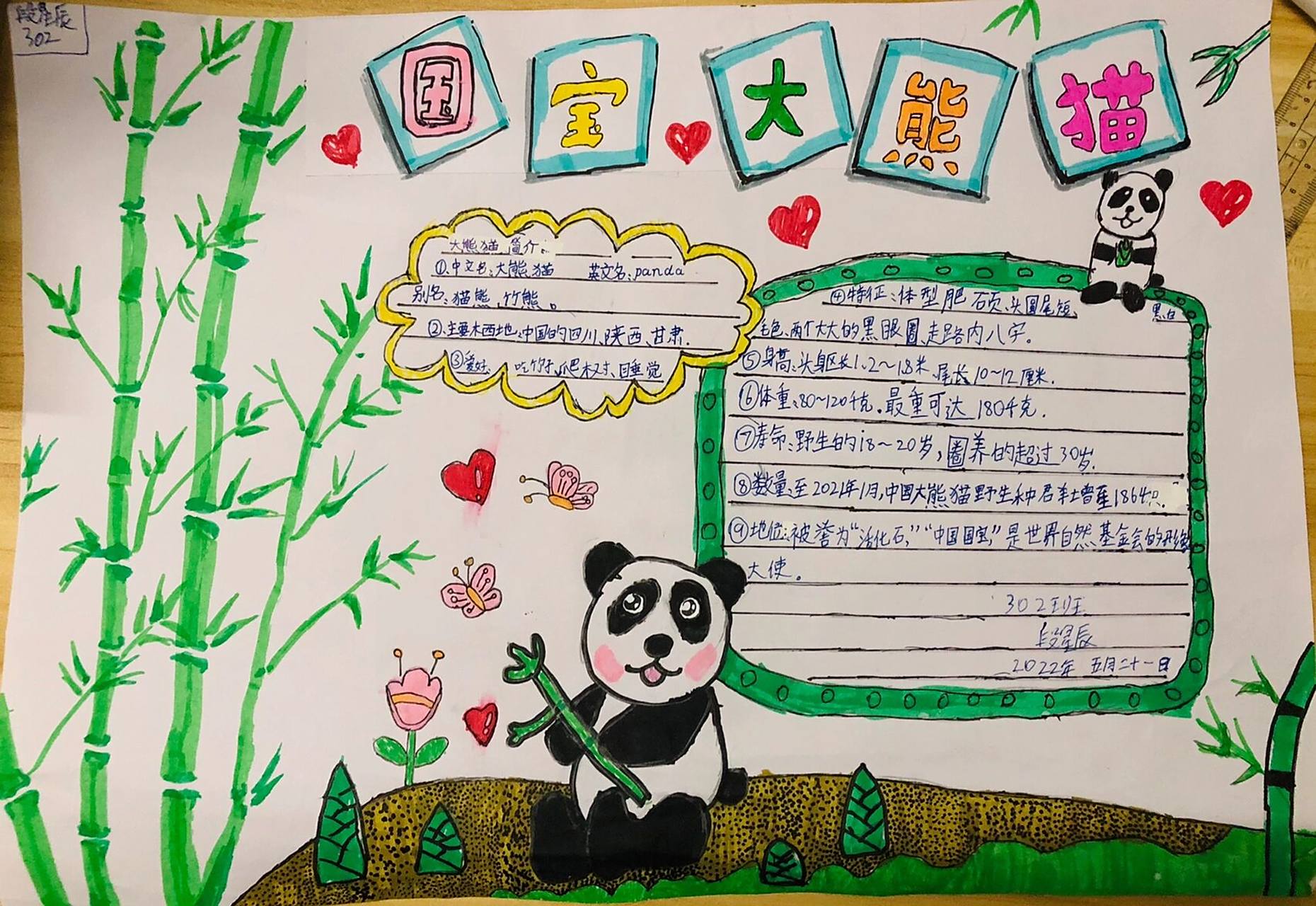 国宝大熊猫 手抄报 小朋友自己在上搜图照做的,不是原创 马克笔画的