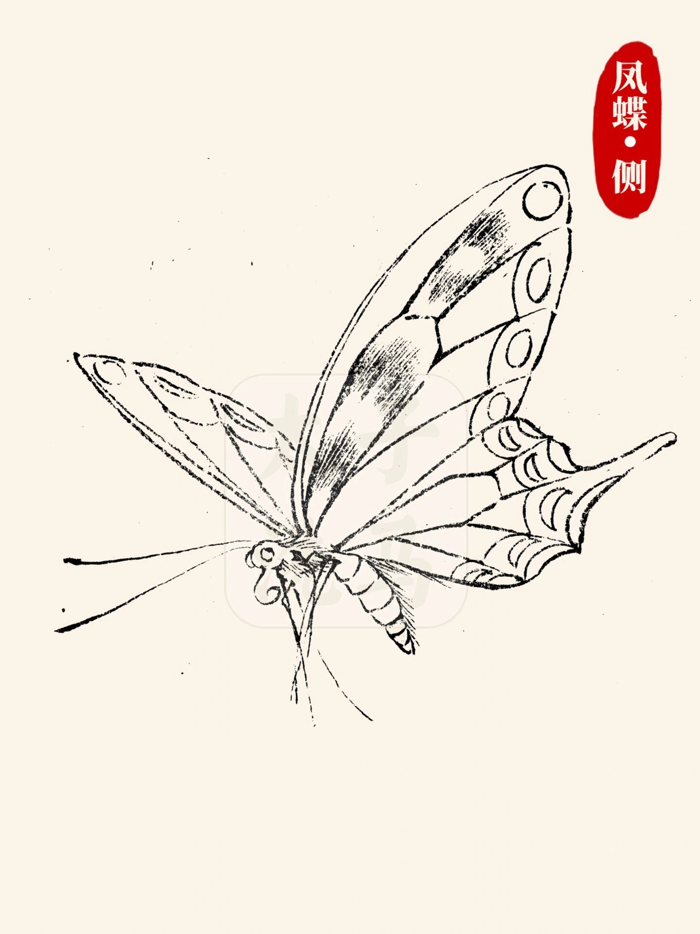 国画入门|03蝴蝶线描/白描合集97第2弹6015