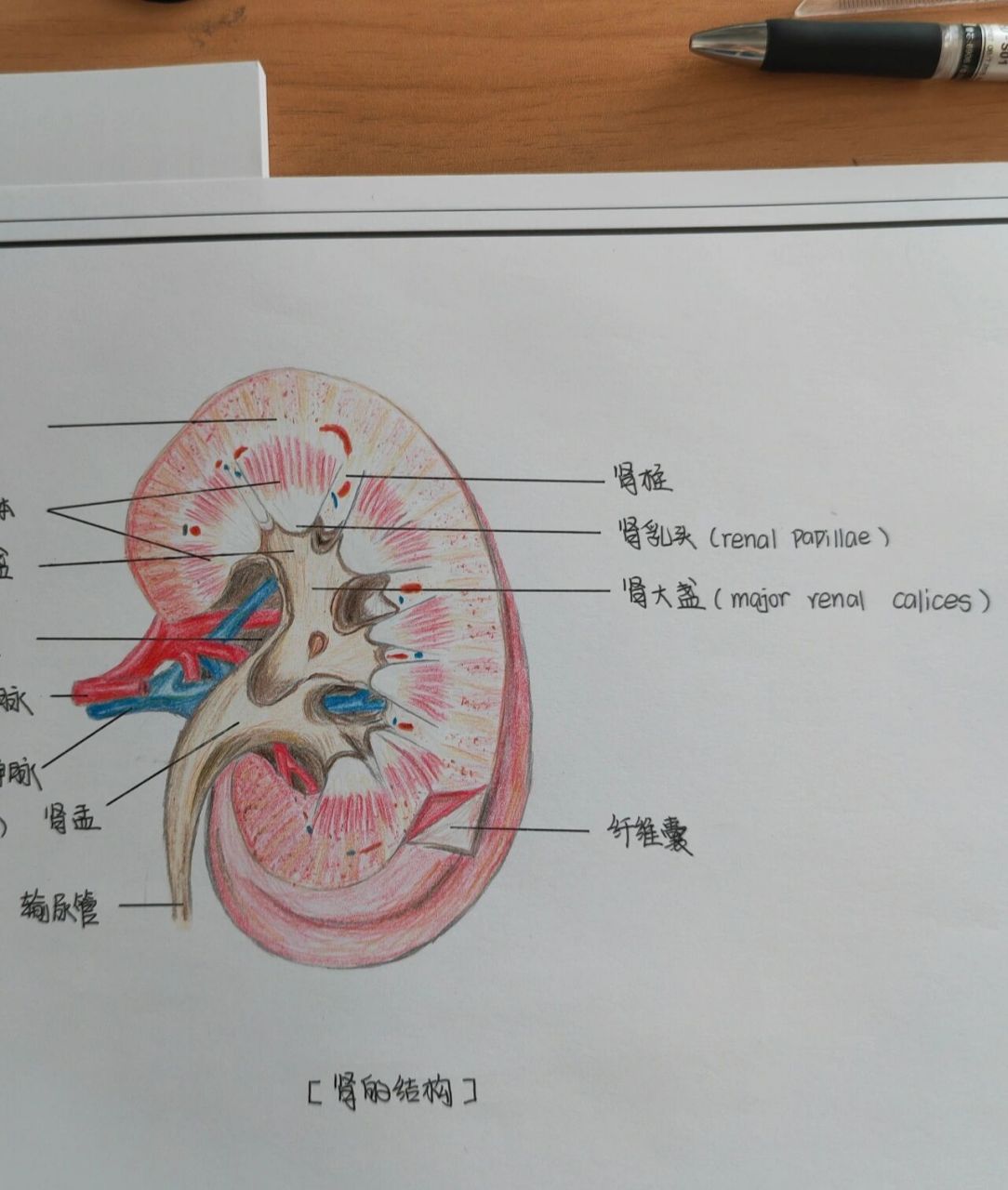 肾的冠状切面图手绘图图片