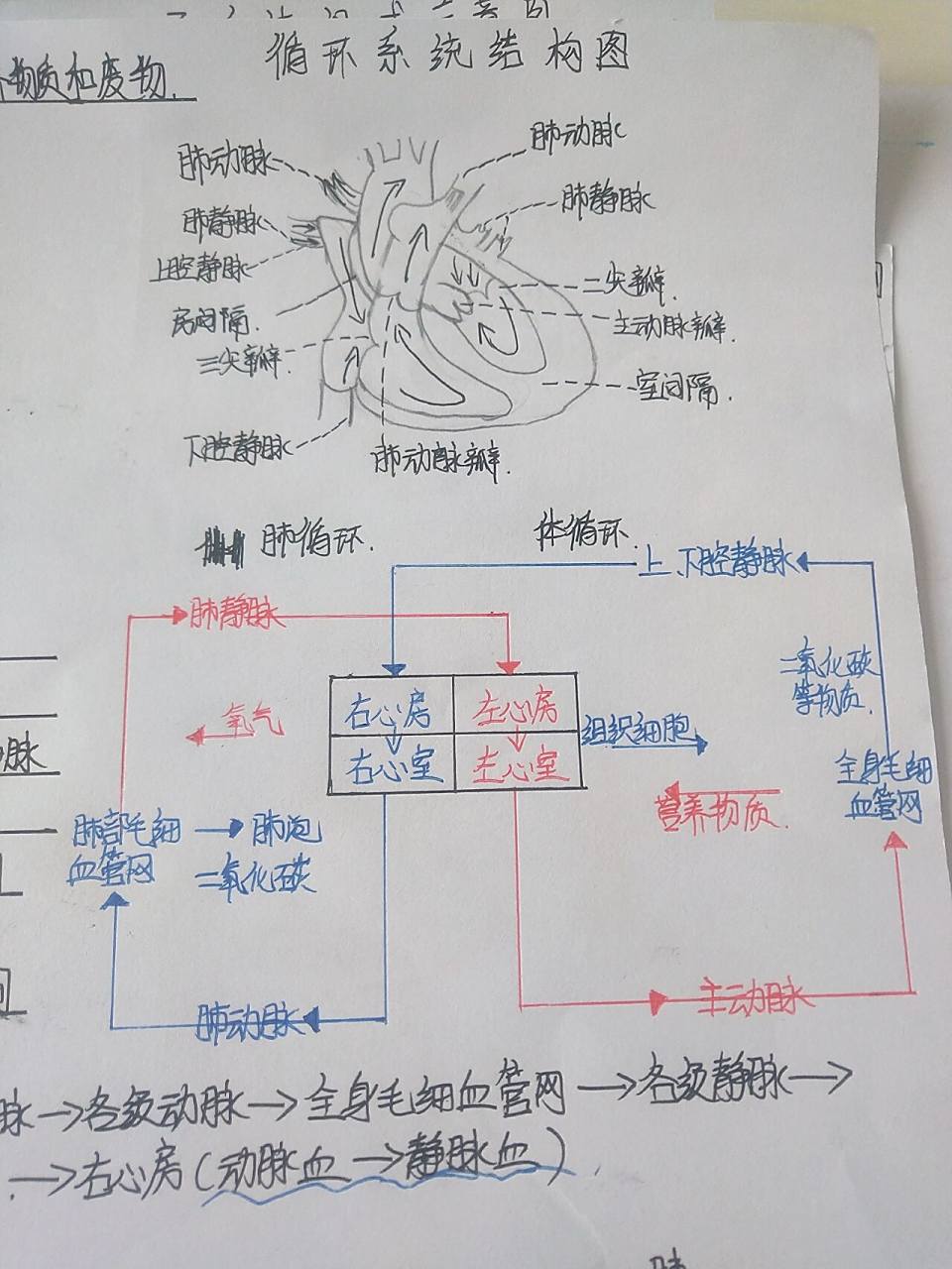 七下生物循环系统思维导图