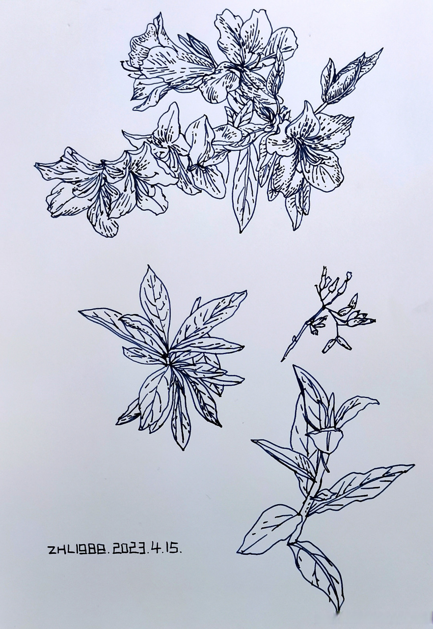 【钢笔画】最近的植物写生 #植物线描##花草速写