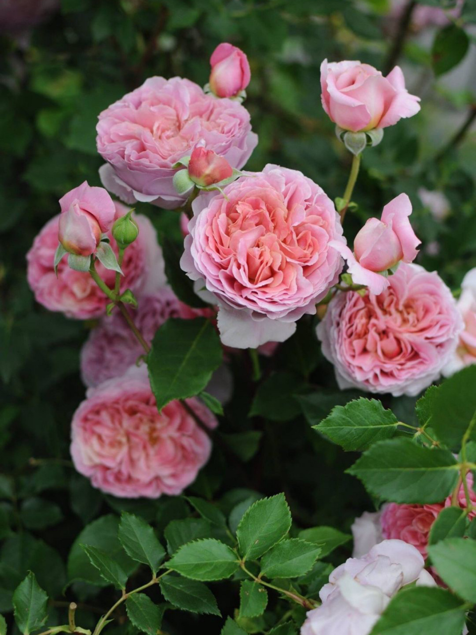 河本月季科普—河本风系列(上篇) 图一 珊瑚果冻(河本扛把子品种) 图