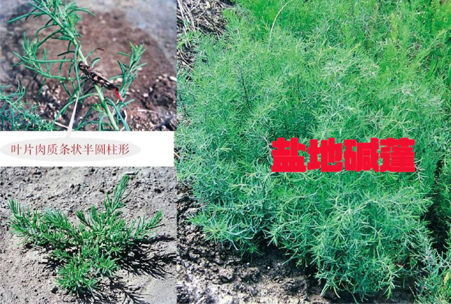 盐地碱蓬 【别名】黄须菜,碱蓬,翅碱蓬,海英菜 【科属】藜科,碱蓬属.