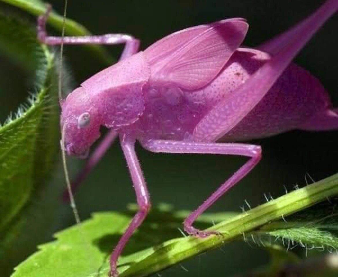 粉红色的蚱蜢又被拍到了🥰🥰