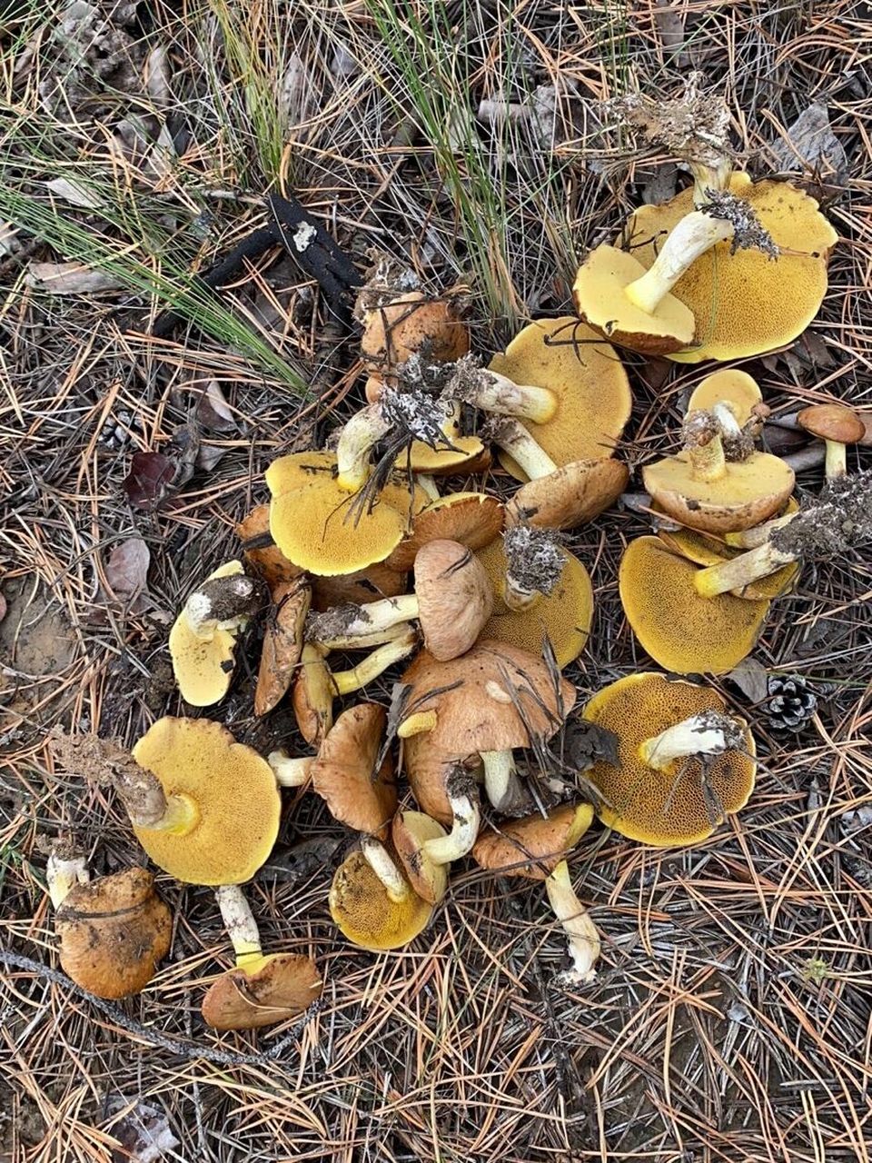 第一种是松树林里长出来的～伞盖粘的,背面是蜂窝洞,过一会儿都是