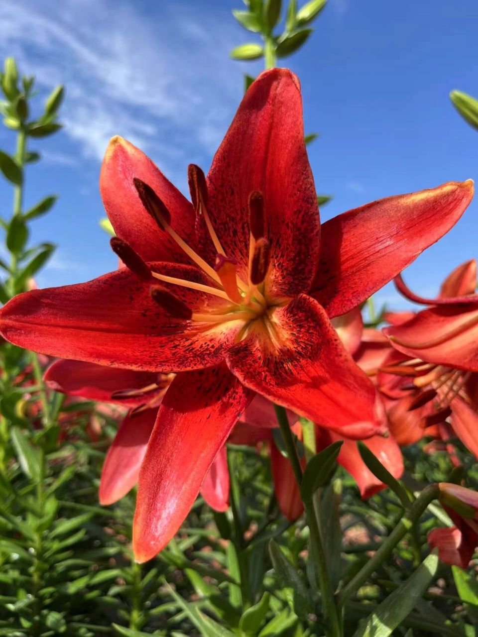 百合图鉴ii红色系百合23种(中) 图①:【桃色事件/草莓事件】 亚洲百合