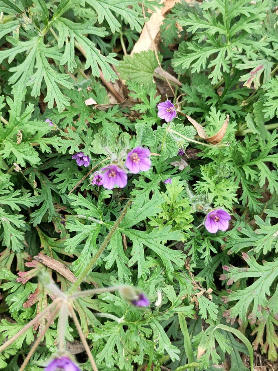 芹叶牻(máng)牛儿苗. 种子又尖又长,很像古代的长矛!