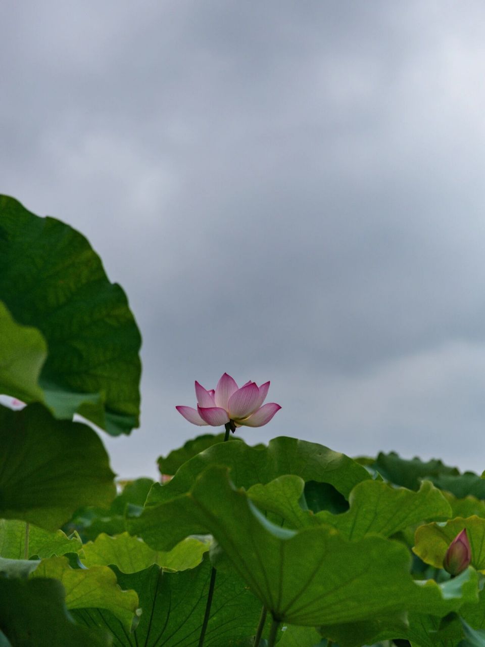 拍摄时间:2021年6月27日 拍摄地点:新浜村荷花园 	 去新浜荷花园拍