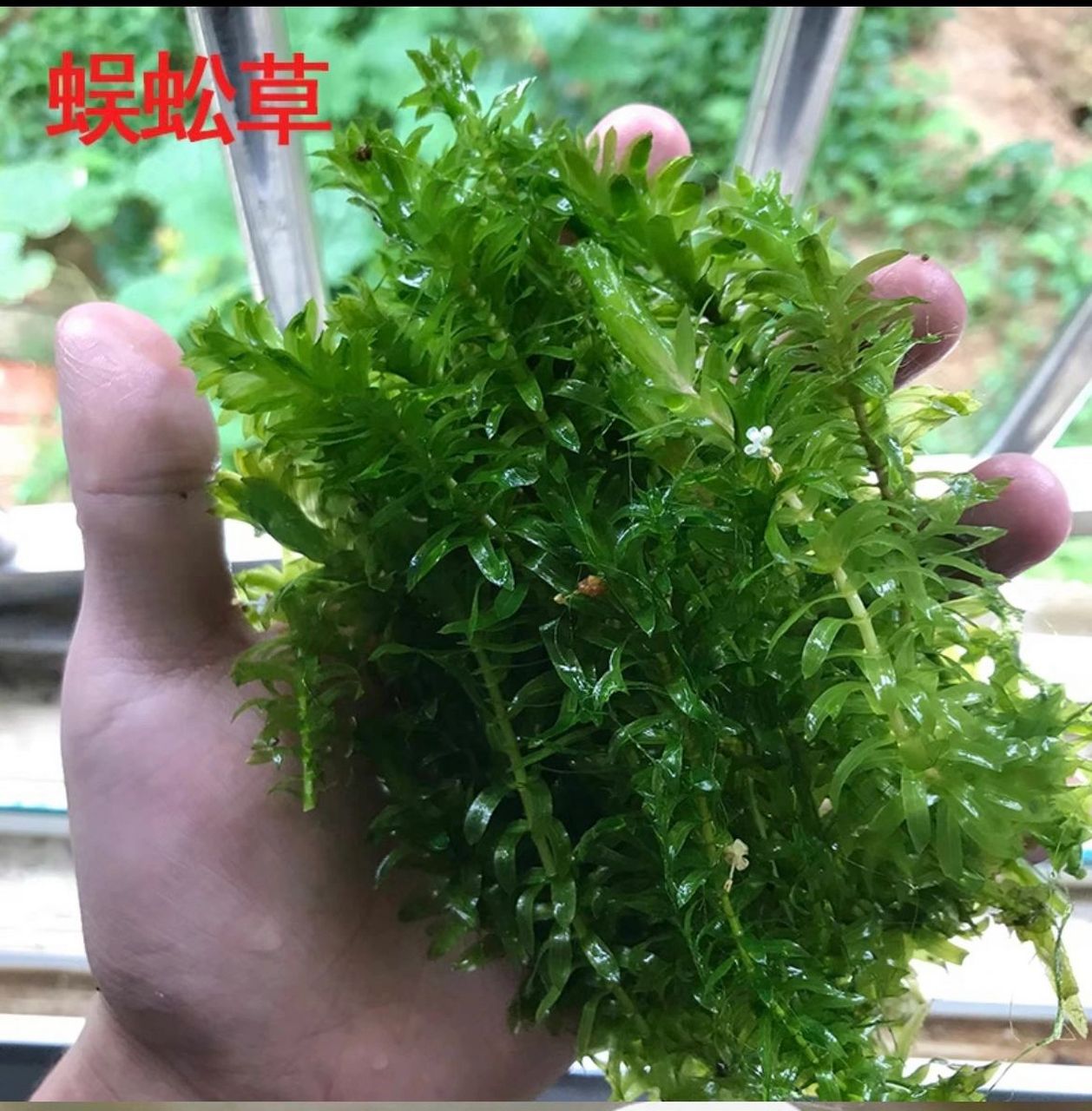 开白花的水草图片