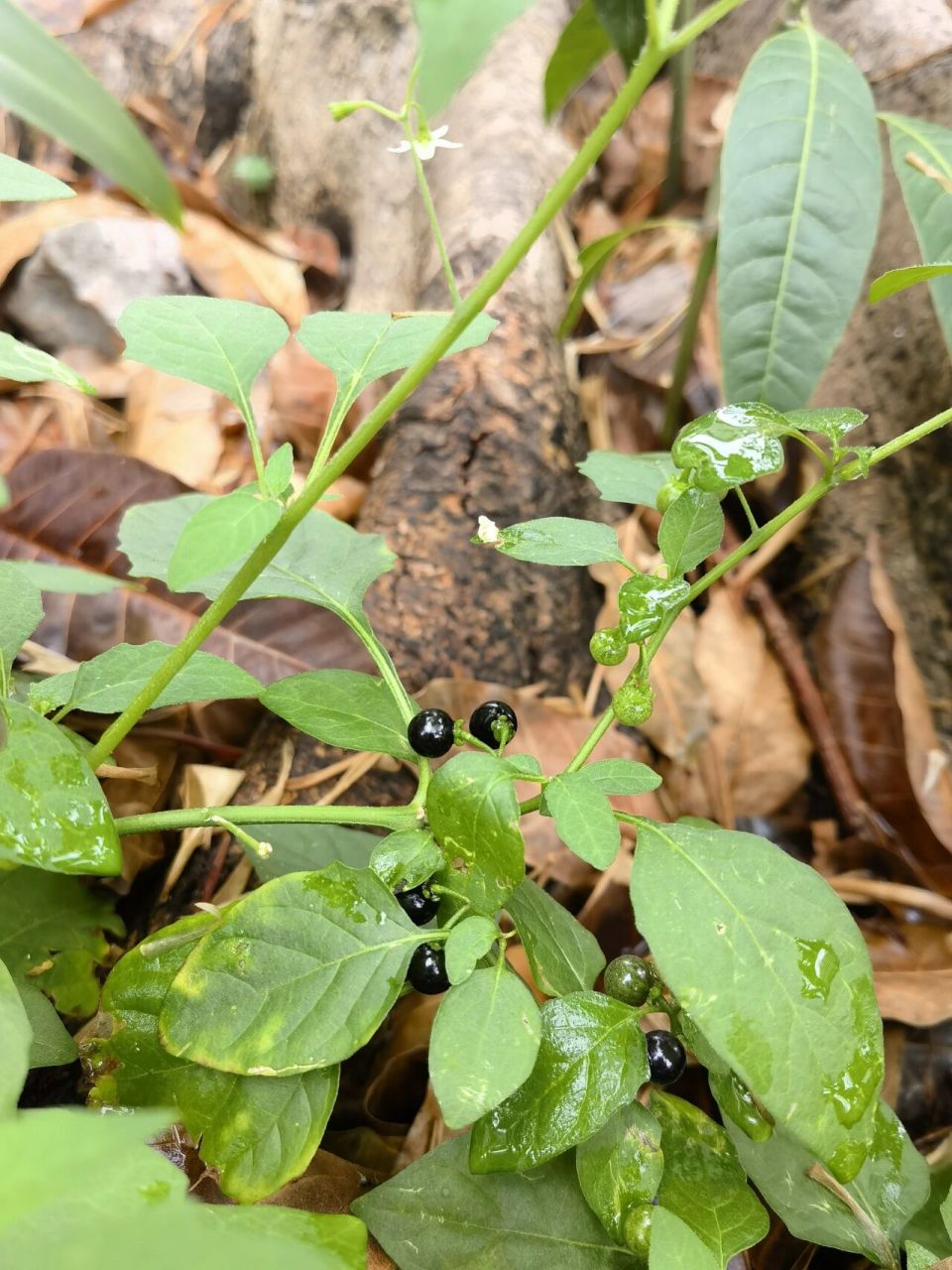 野菜花花菜图片及功效图片