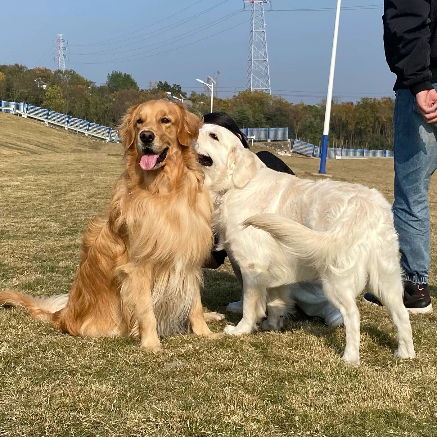 当英系金毛和美系金毛在一起