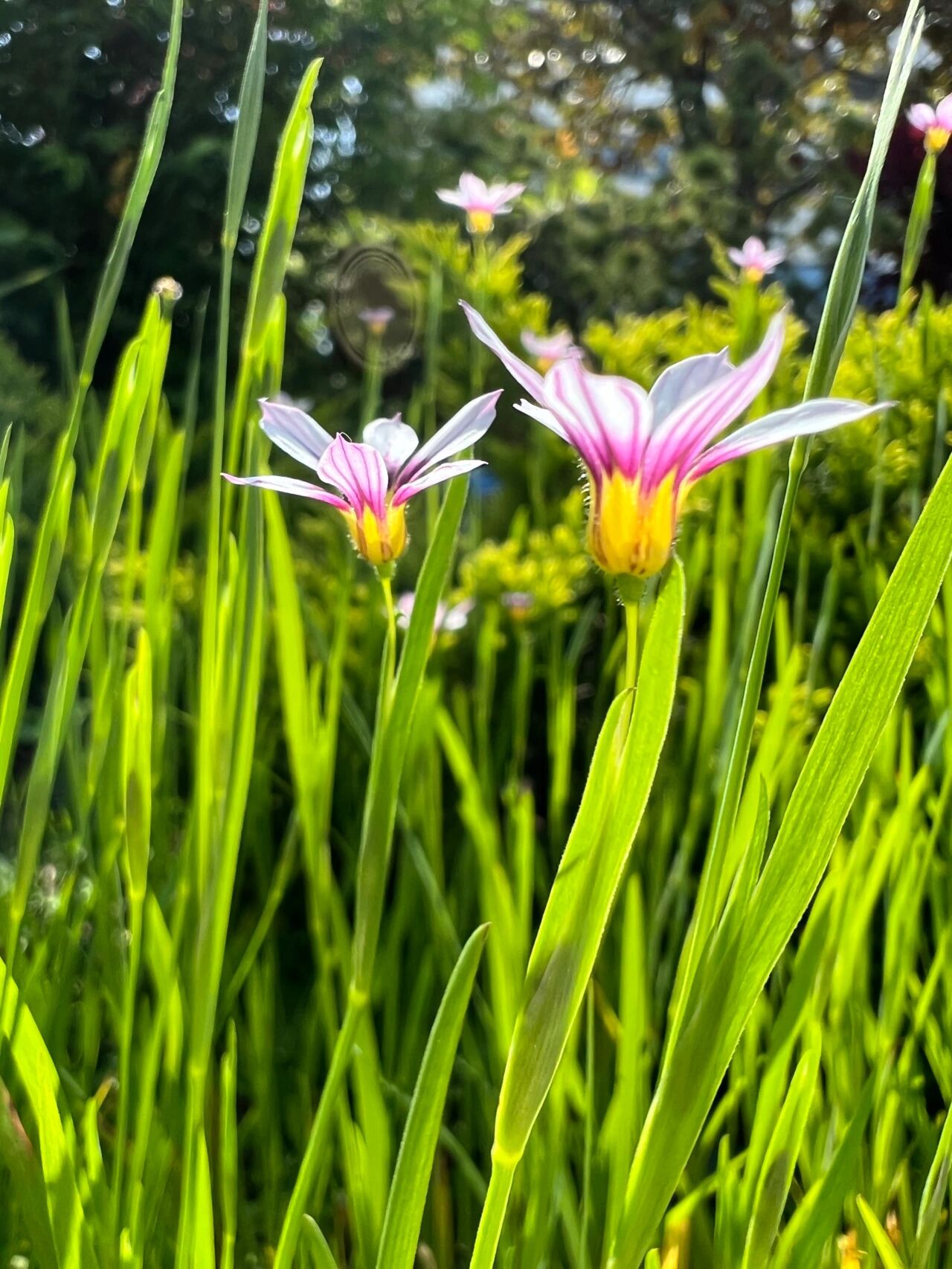 花境植物之庭菖蒲 好用好养不费米的地被植物系列 精致可爱的迷你小