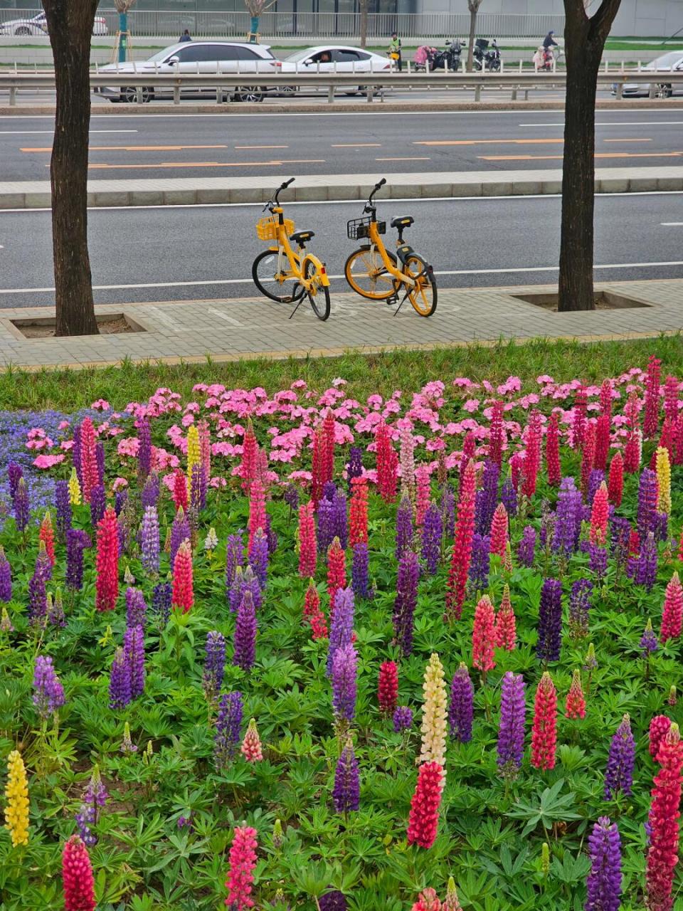 26北京海淀公园鲁冰花实况 紧急通知,北京海淀公园的鲁冰花已经盛开