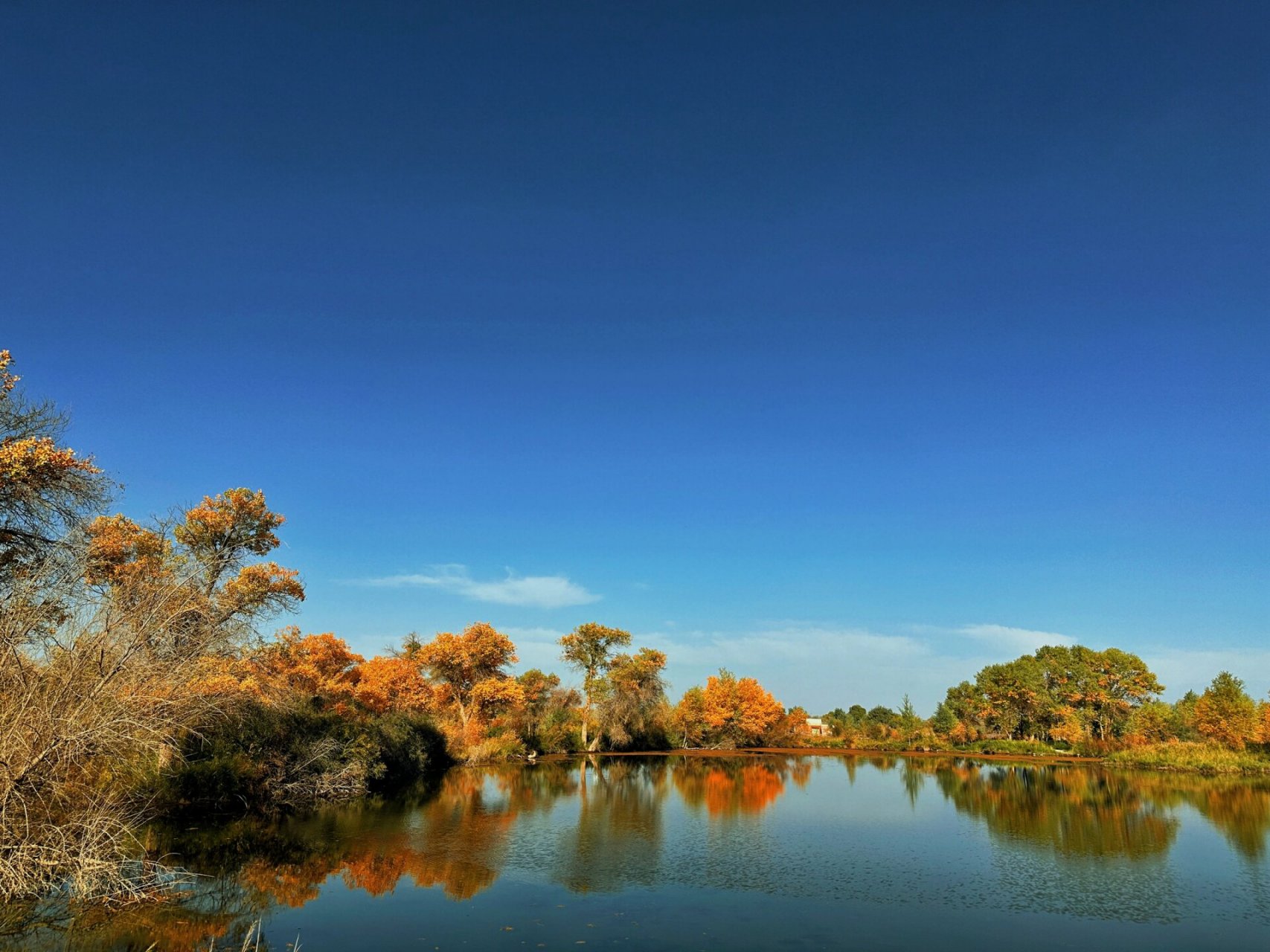 泽普的金胡杨林 泽普唯一一个5a景区金胡杨国家森林公园,再晚一周可能