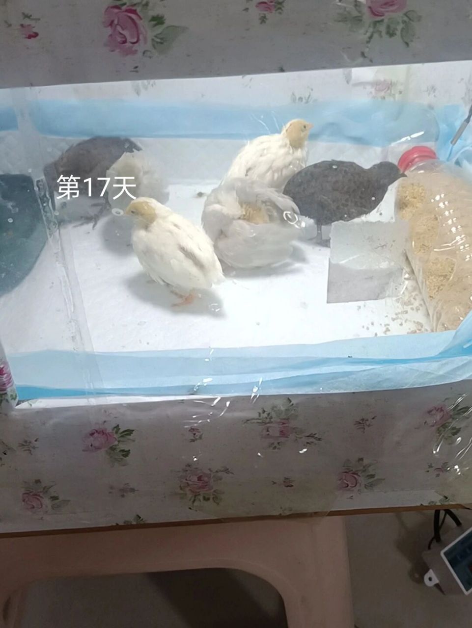 芦丁鸡生长温度图片